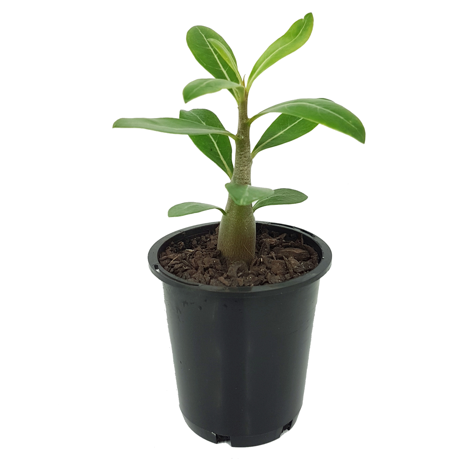 70mm Adenium Desert Rose Deep Red - Adenium obesum