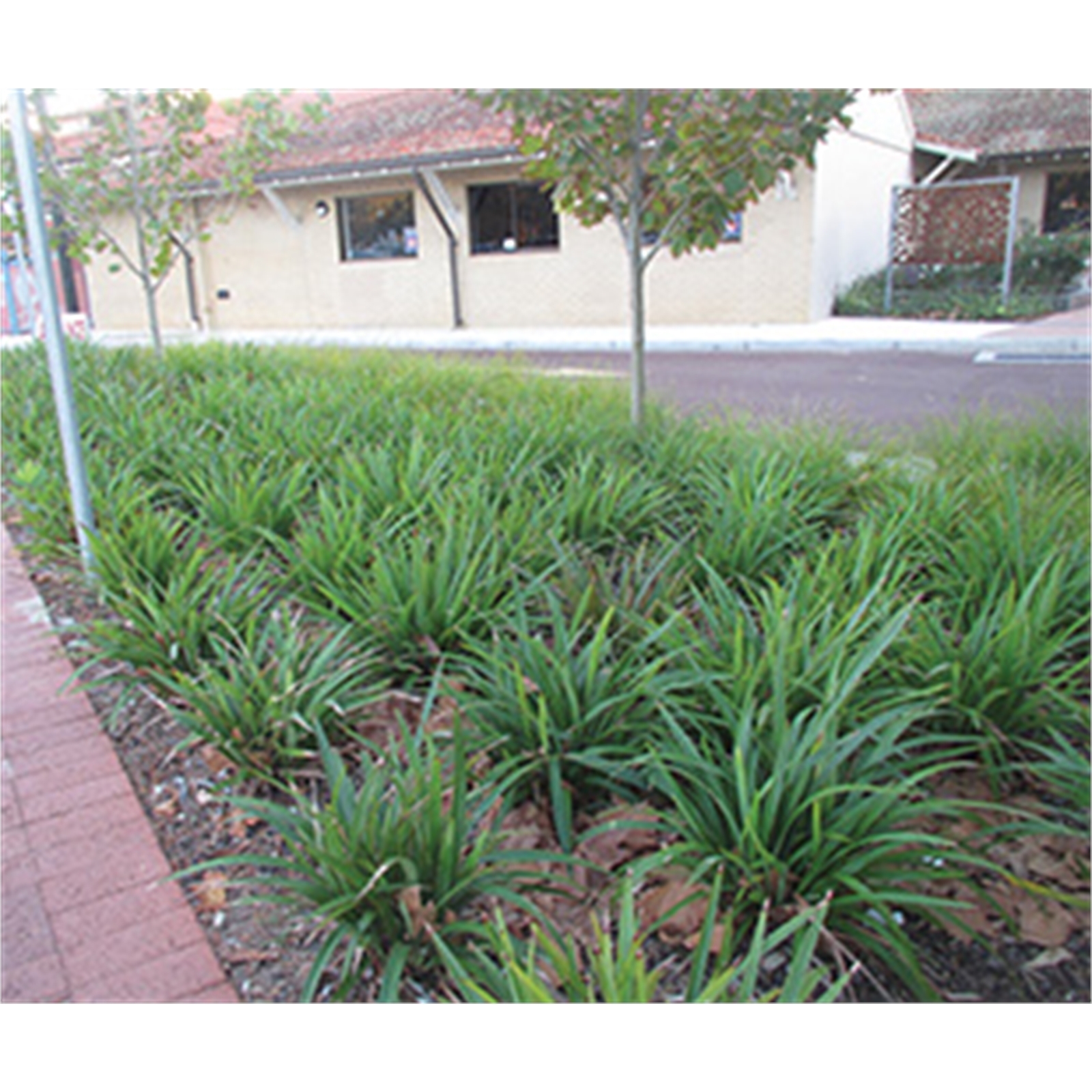140mm Tasred - Dianella tasmanica