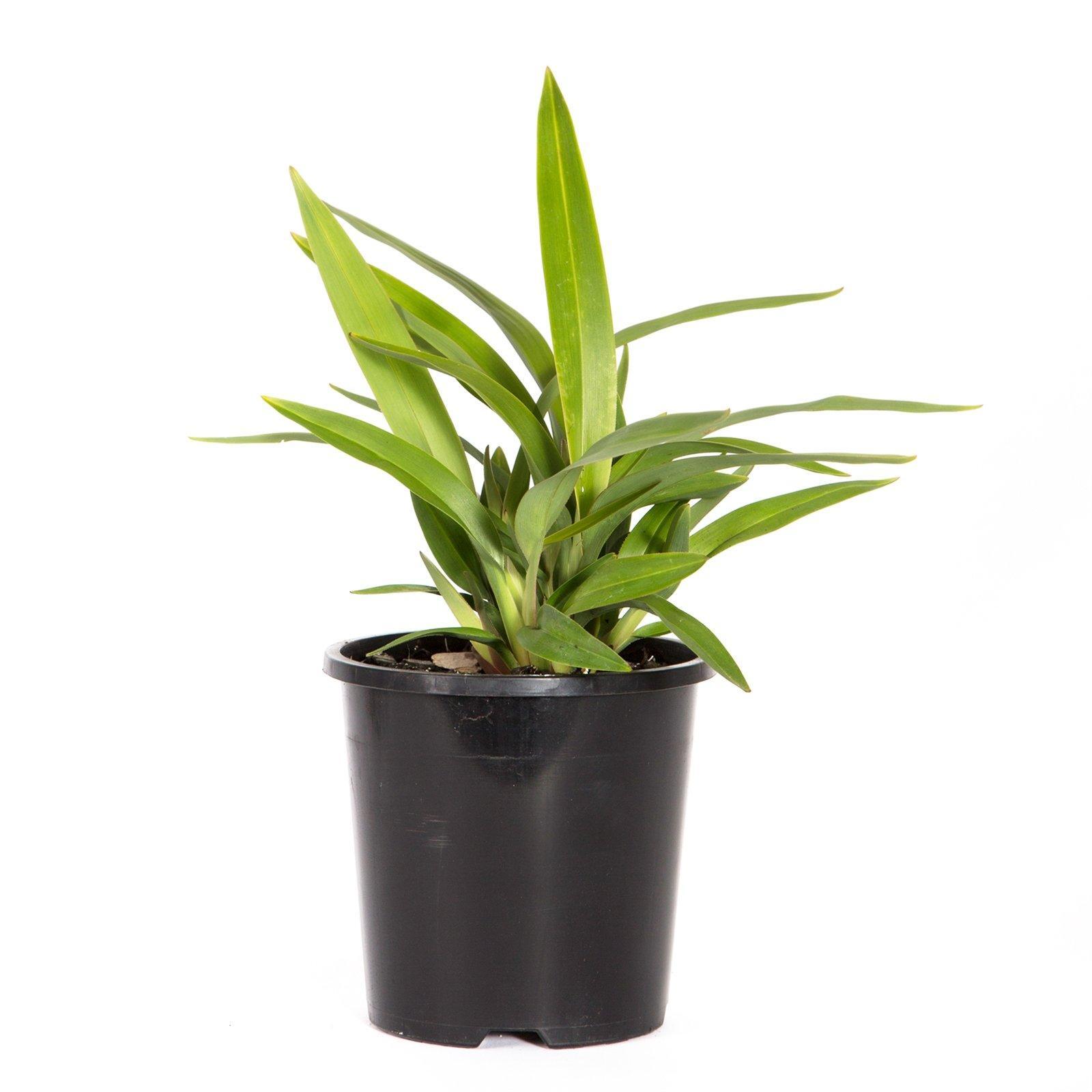 140mm Tasred - Dianella tasmanica