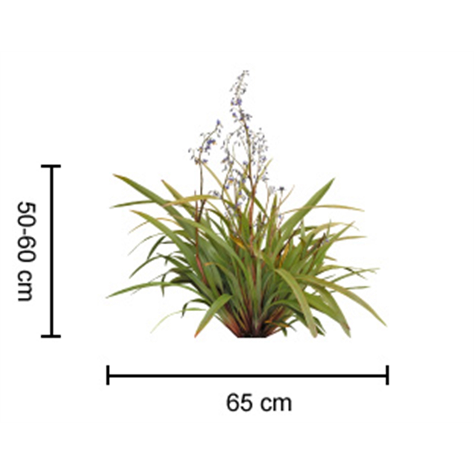 140mm Tasred - Dianella tasmanica 3 140mm Tasred - Dianella tasmanica