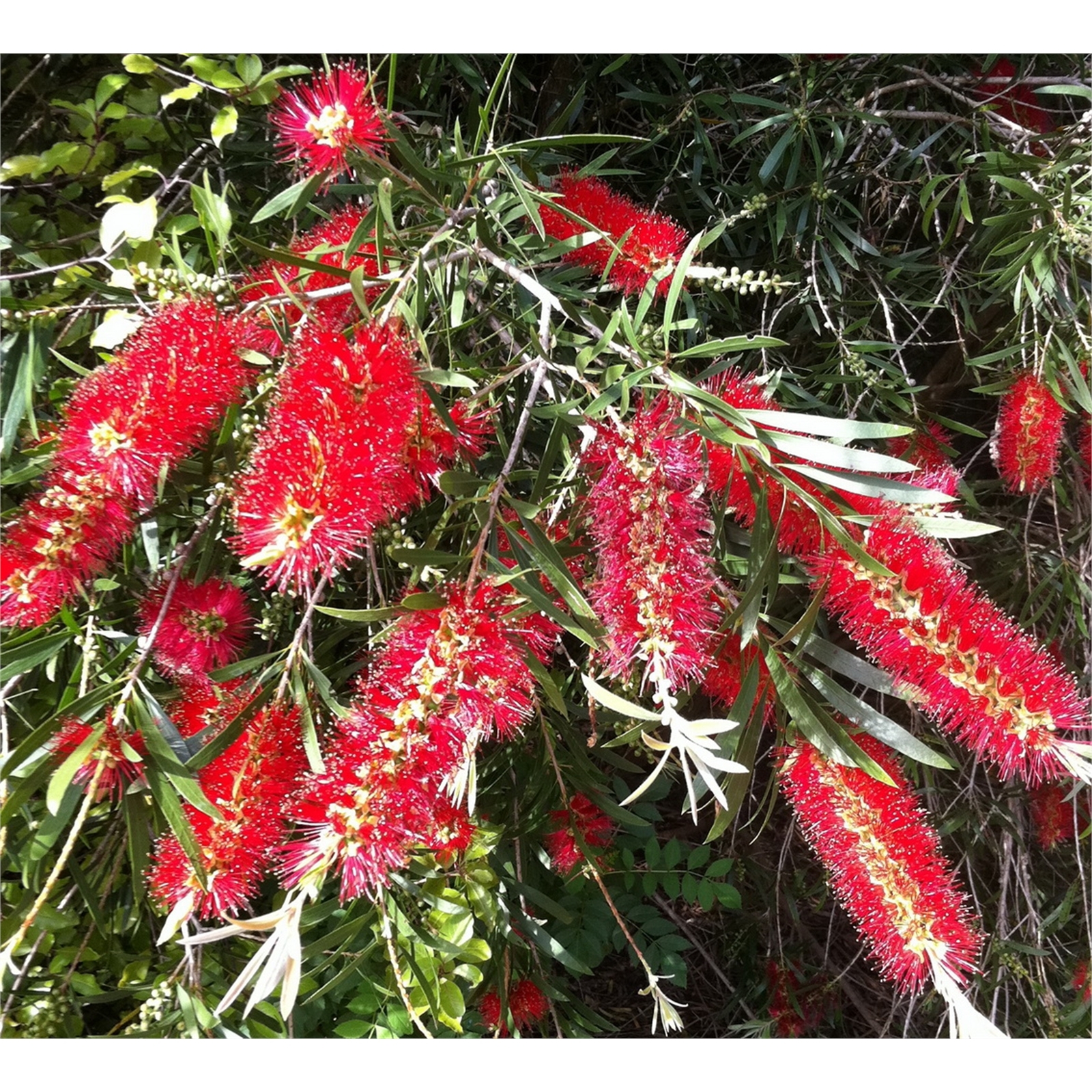 330mm Kings Park Special - Callistemon