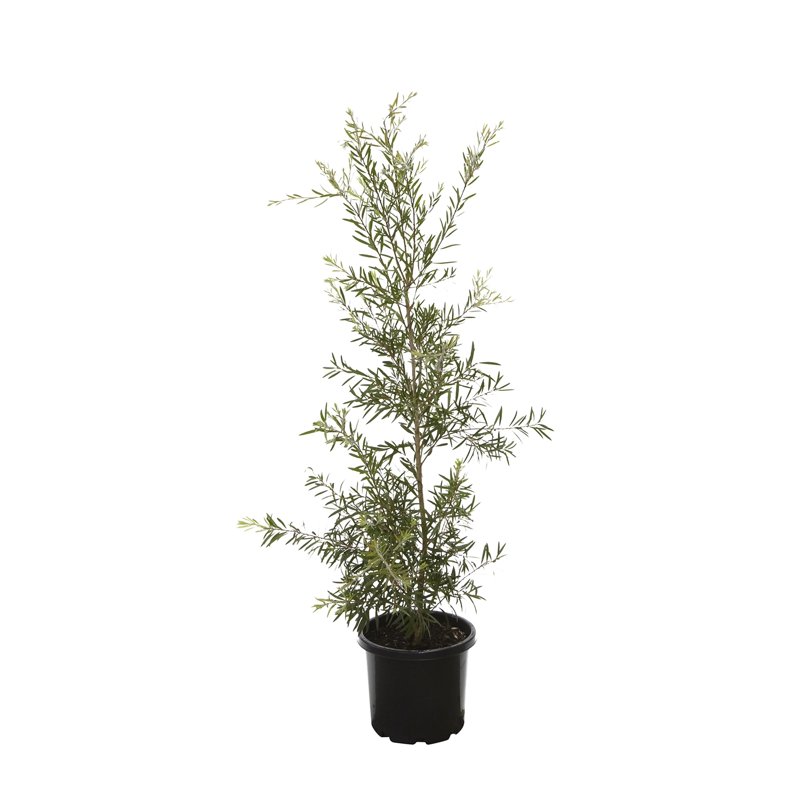 330mm Kings Park Special - Callistemon