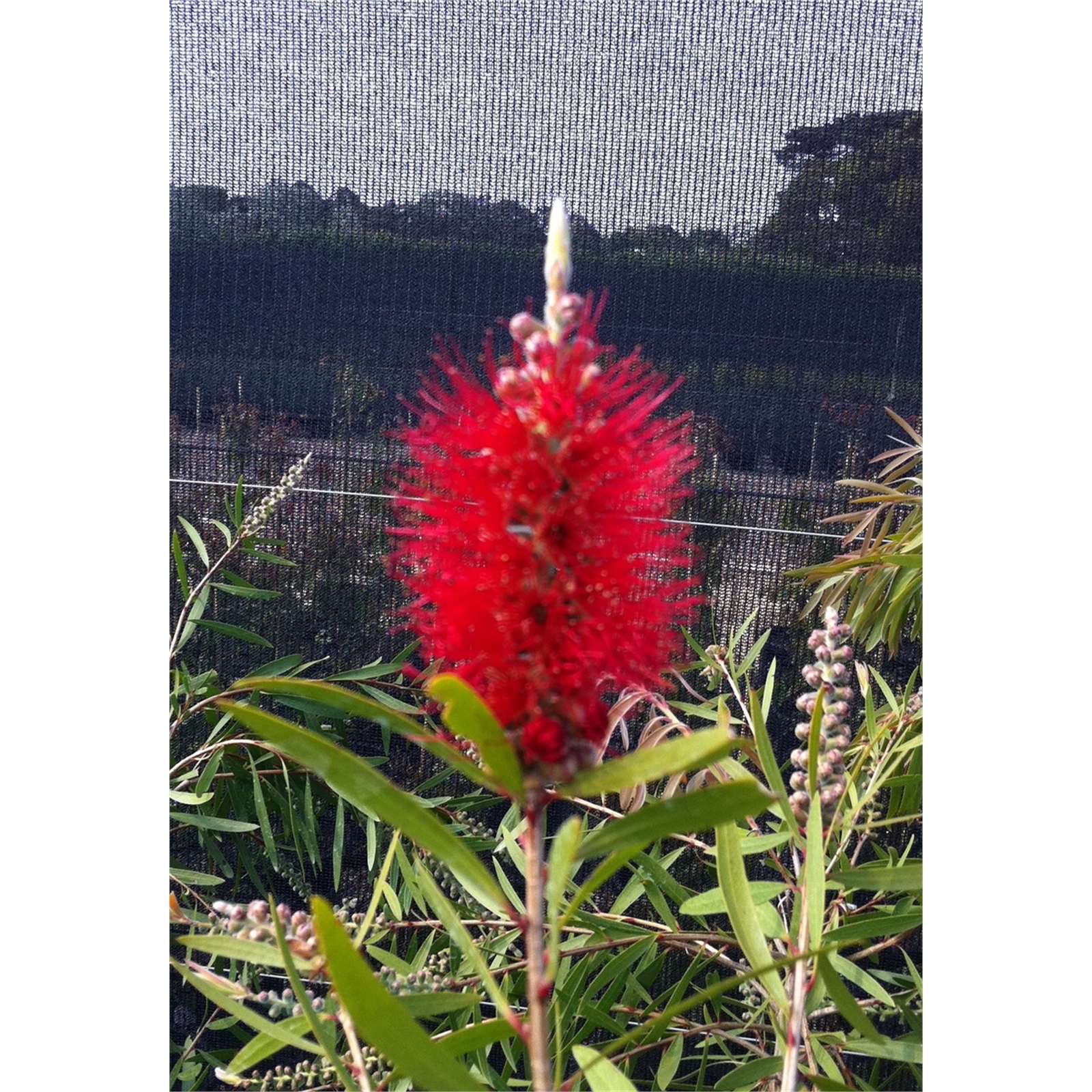 330mm Kings Park Special - Callistemon 3 330mm Kings Park Special - Callistemon