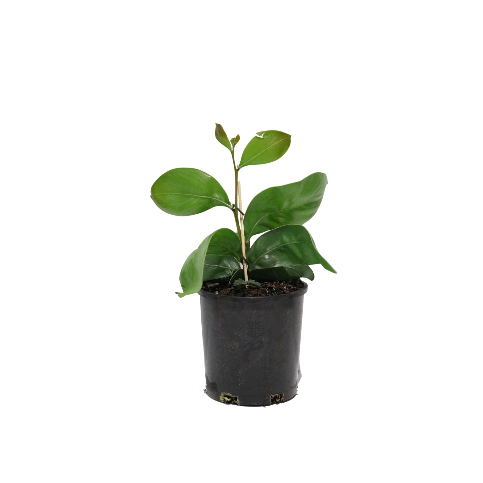 140mm Acacia Pycnantha