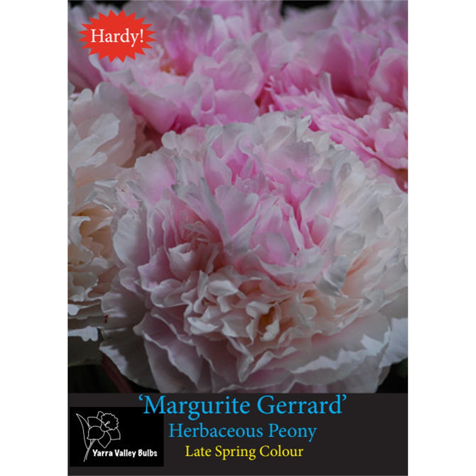 Yarra Valley Bulbs Peony Margurite Gerrard Bulb - 1 Pack