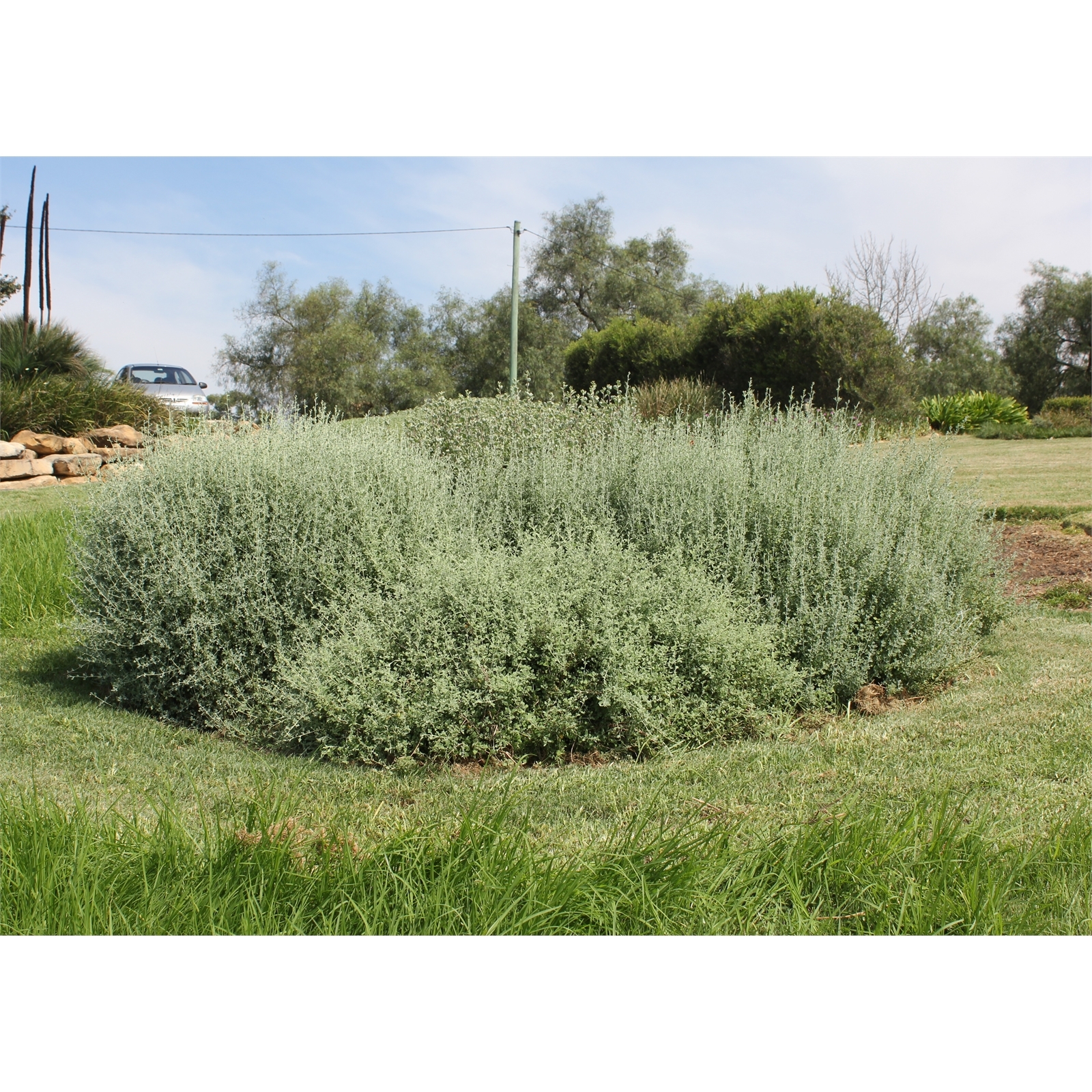 140mm Aussie Flat Bush - Rhagodia spinescens