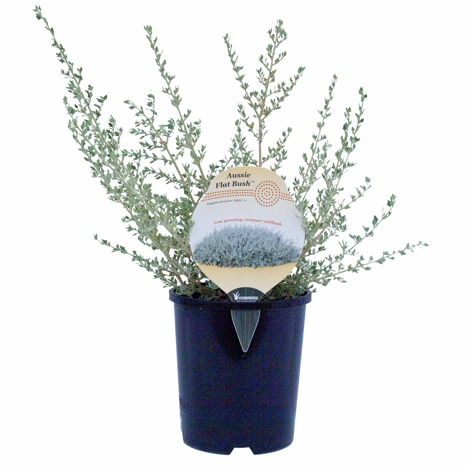 140mm Aussie Flat Bush - Rhagodia spinescens