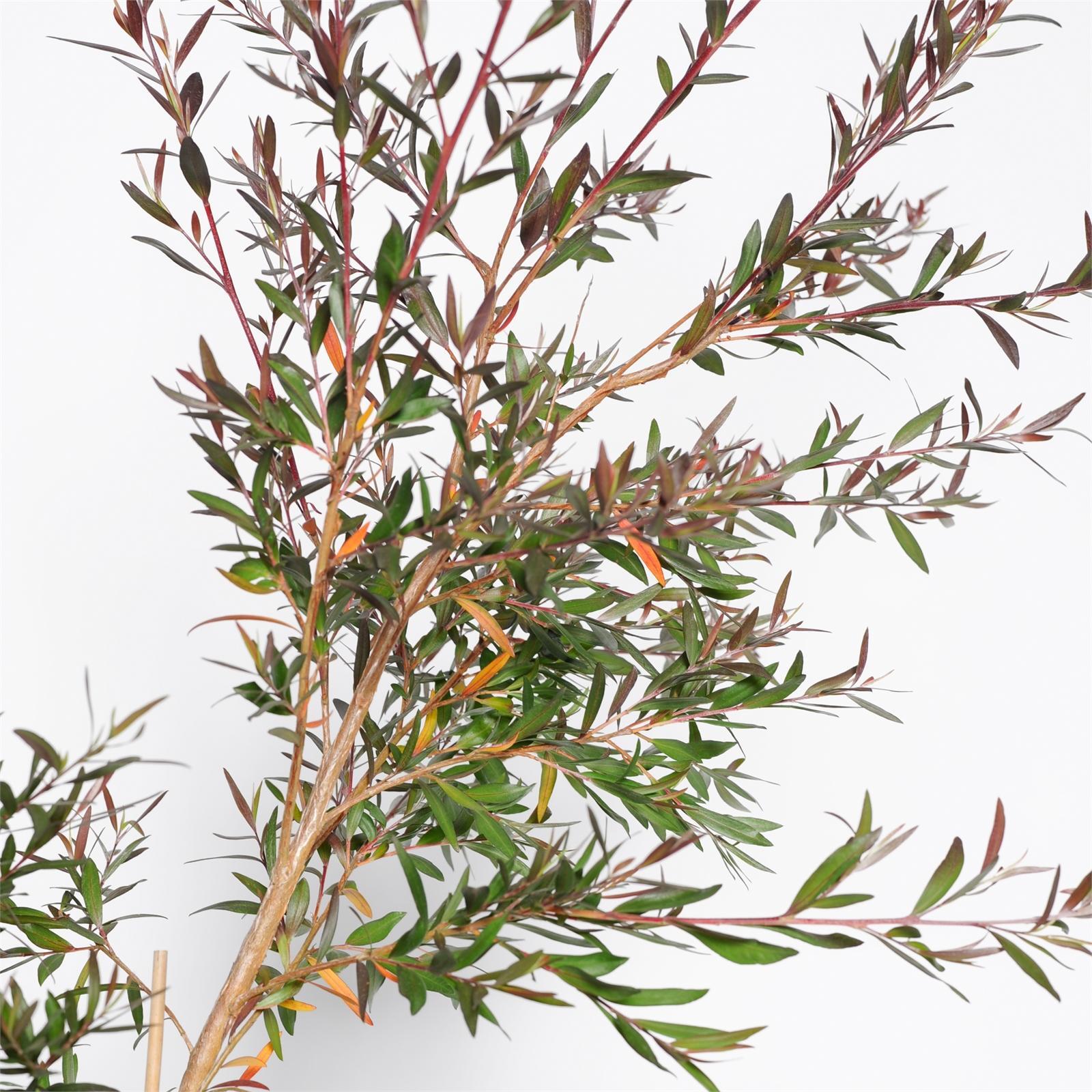 270mm Leptospermum Starry Night - Leptospermum obovatum