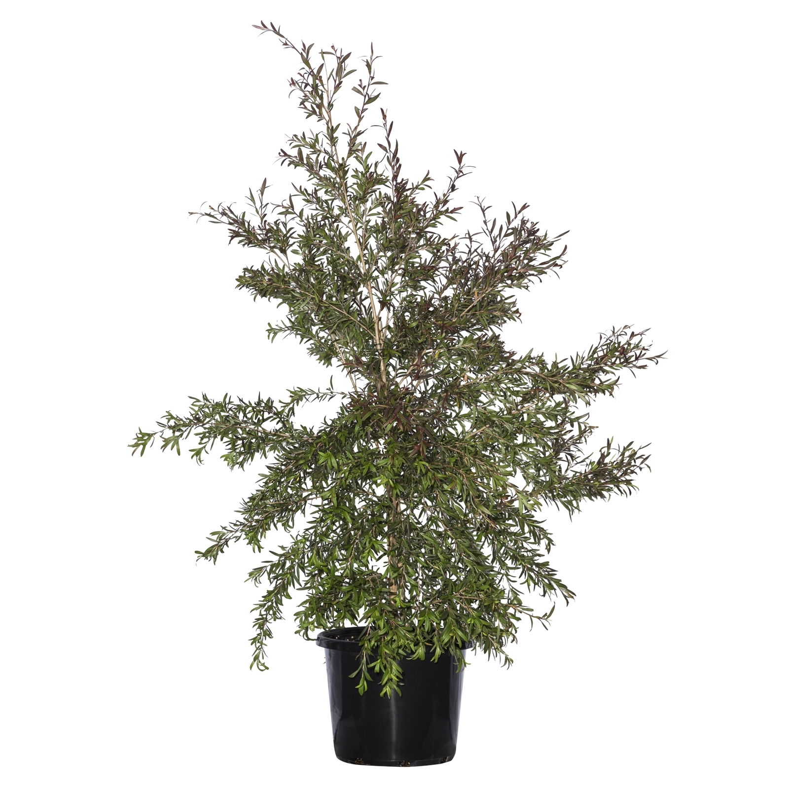 270mm Leptospermum Starry Night - Leptospermum obovatum