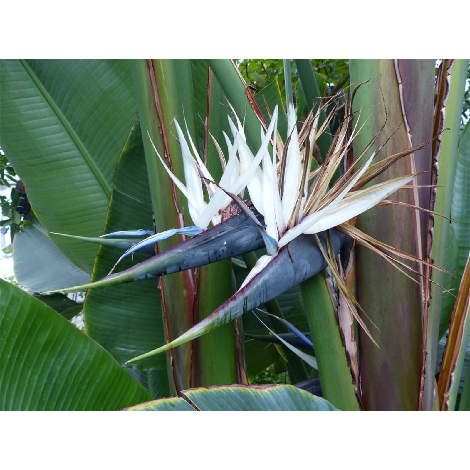 300mm Giant Bird of Paradise - Strelitzia nicolai
