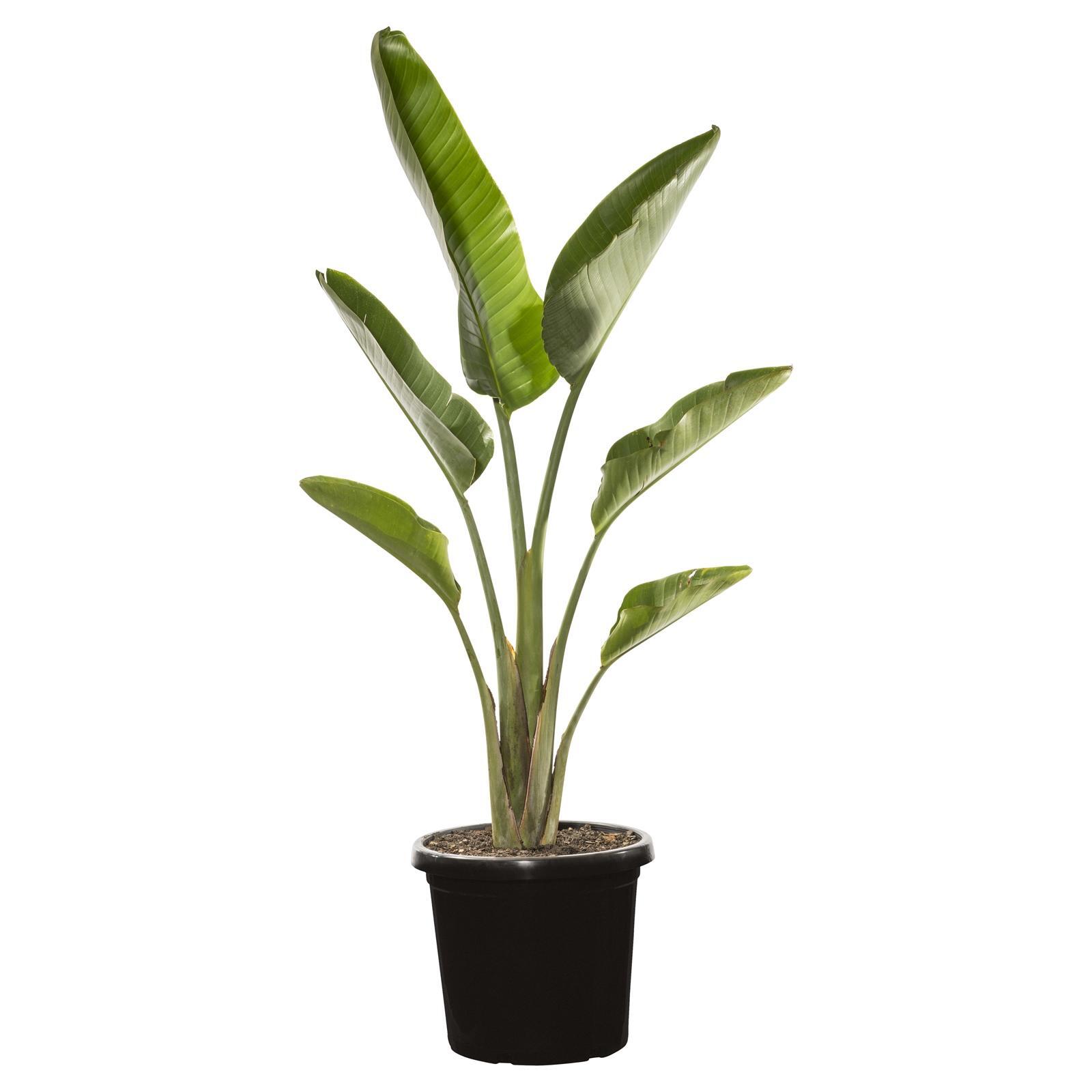 300mm Giant Bird of Paradise - Strelitzia nicolai