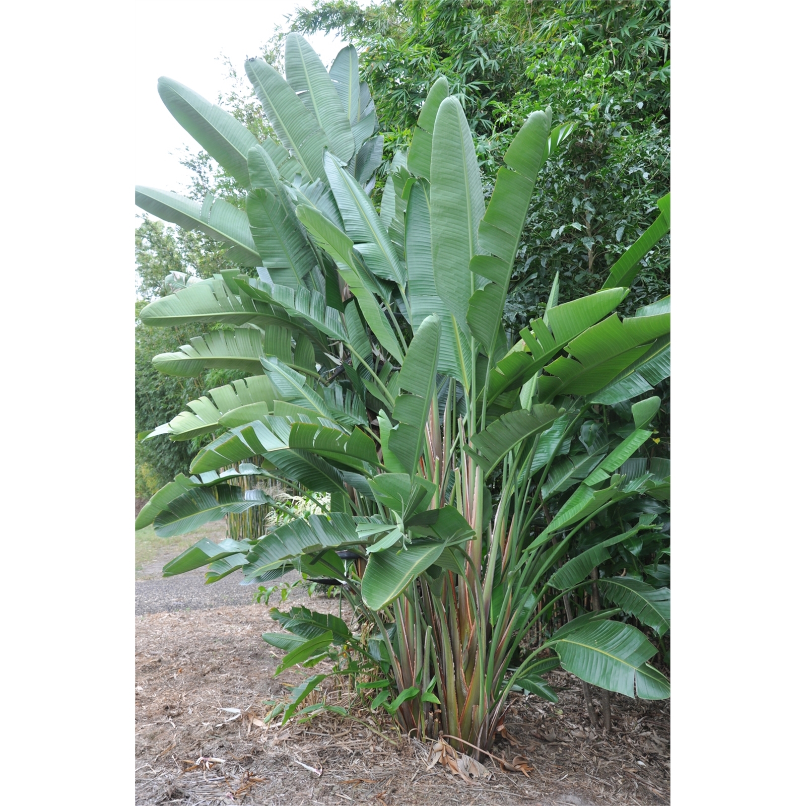 300mm Giant Bird of Paradise - Strelitzia nicolai 3 300mm Giant Bird of Paradise - Strelitzia nicolai