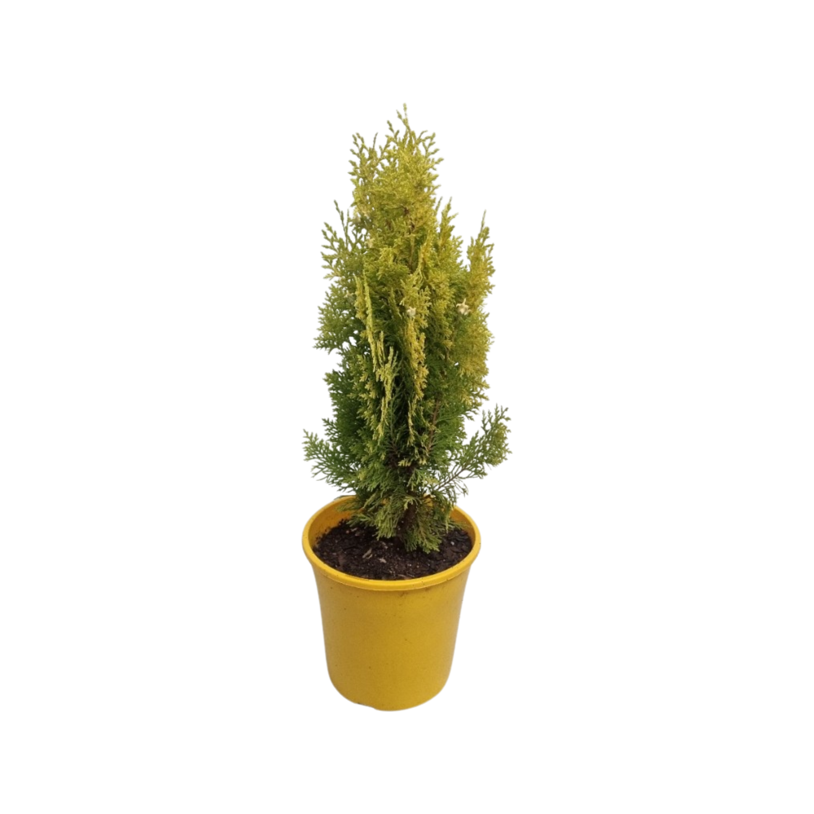 200mm Stumpy Joe Conifer - Thuja orientalus aurea nana