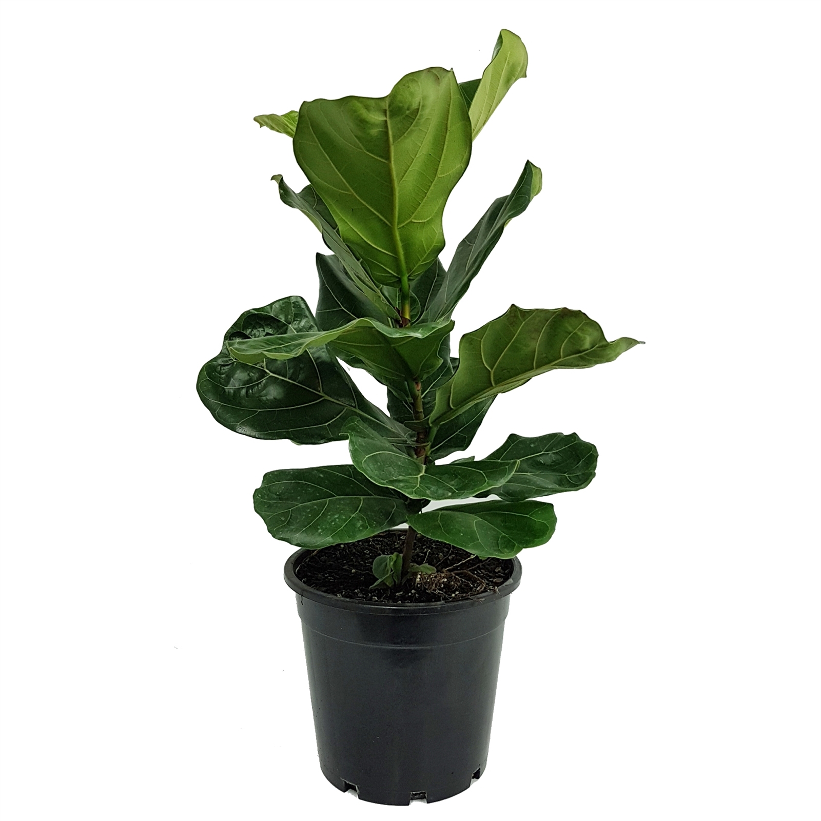 250mm Fiddle Leaf Fig - Ficus lyrata