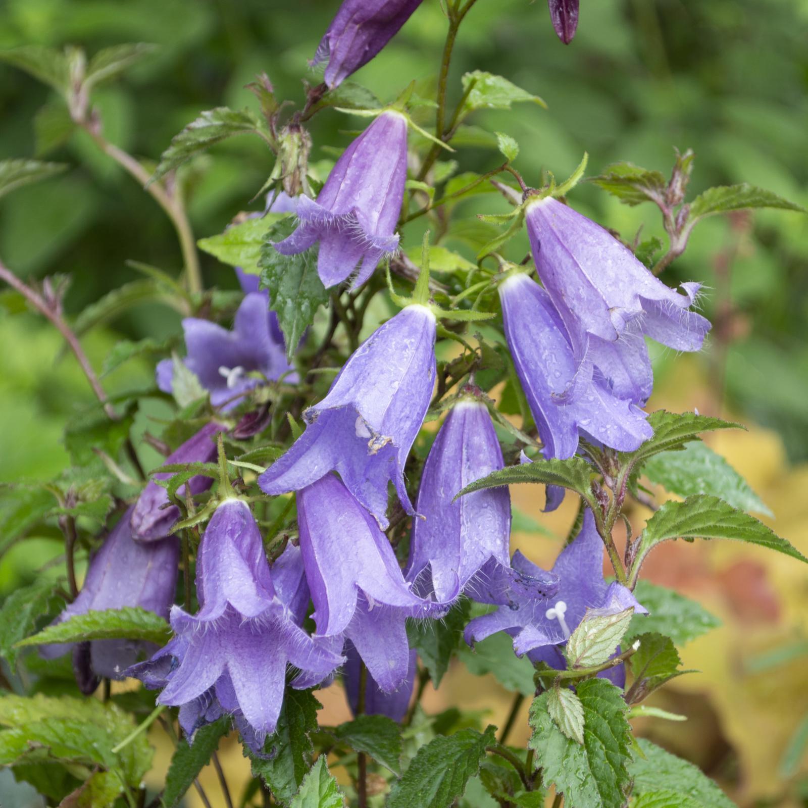 140mm Bellflower - Campanula 'Barbara Valentine'