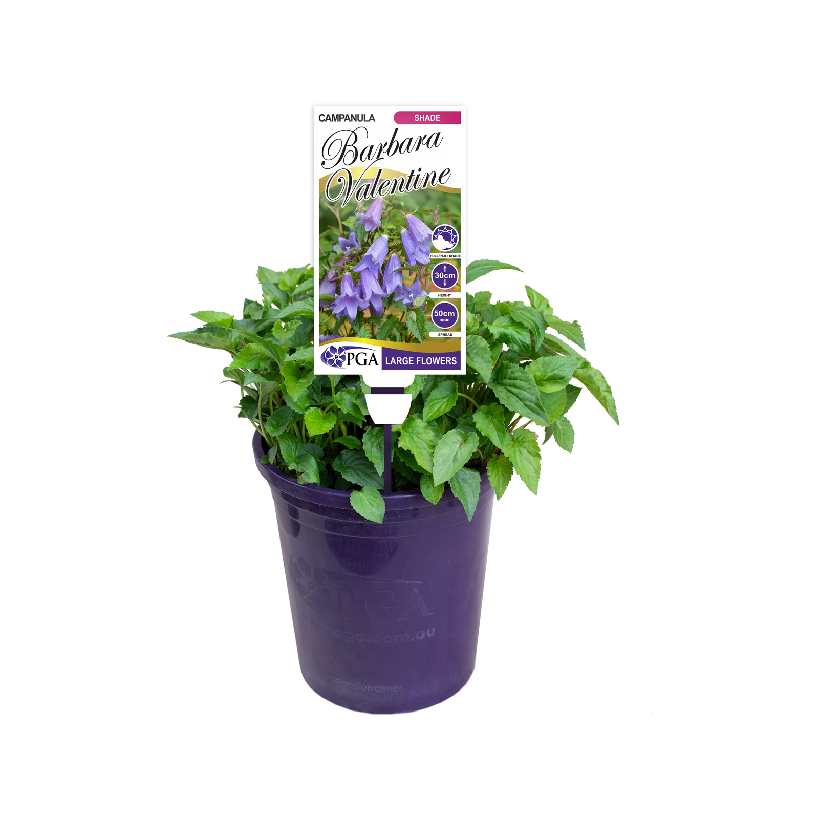 140mm Bellflower - Campanula 'Barbara Valentine'