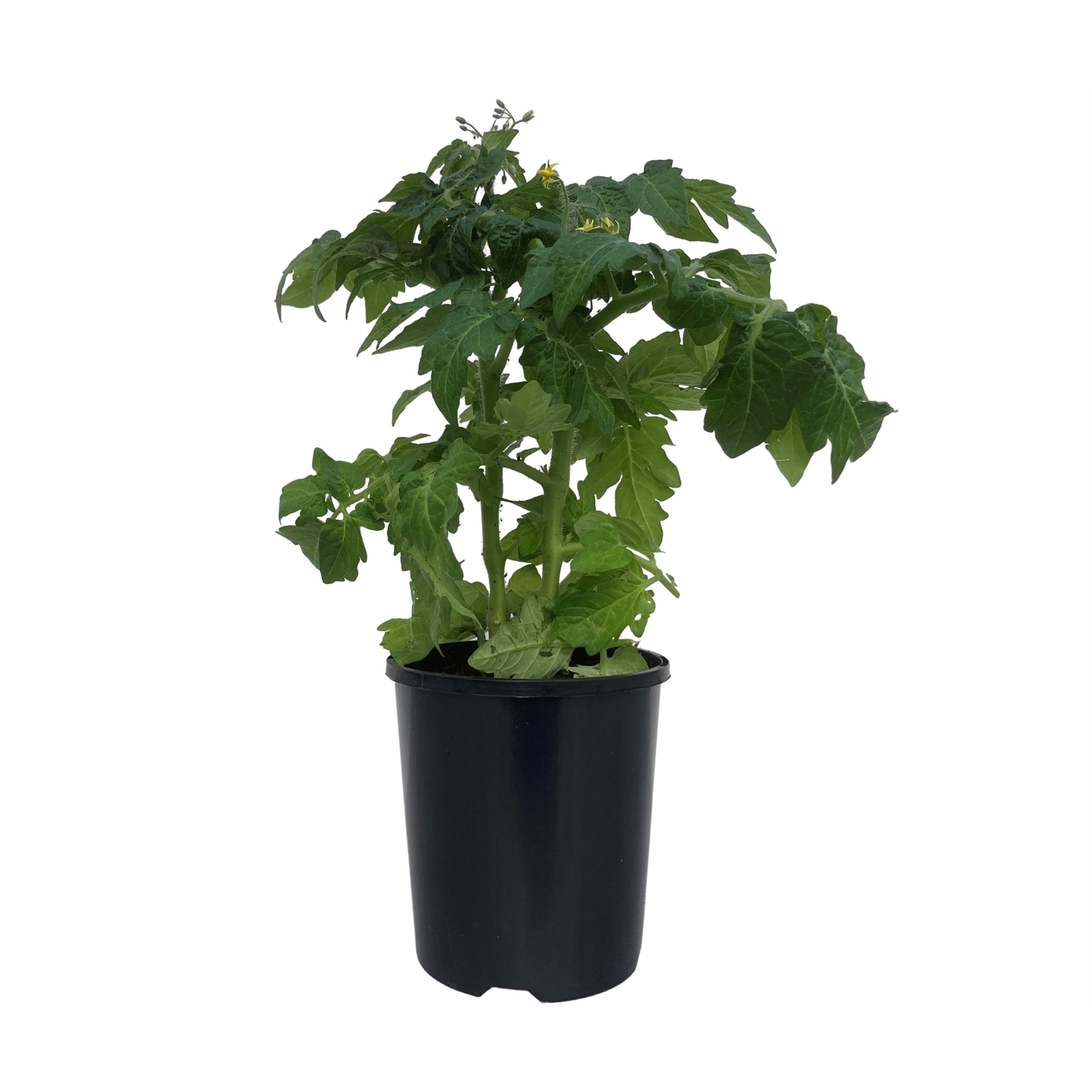 120mm Nellie Kelly Tomato Red Robin - Solannum lycopersicum