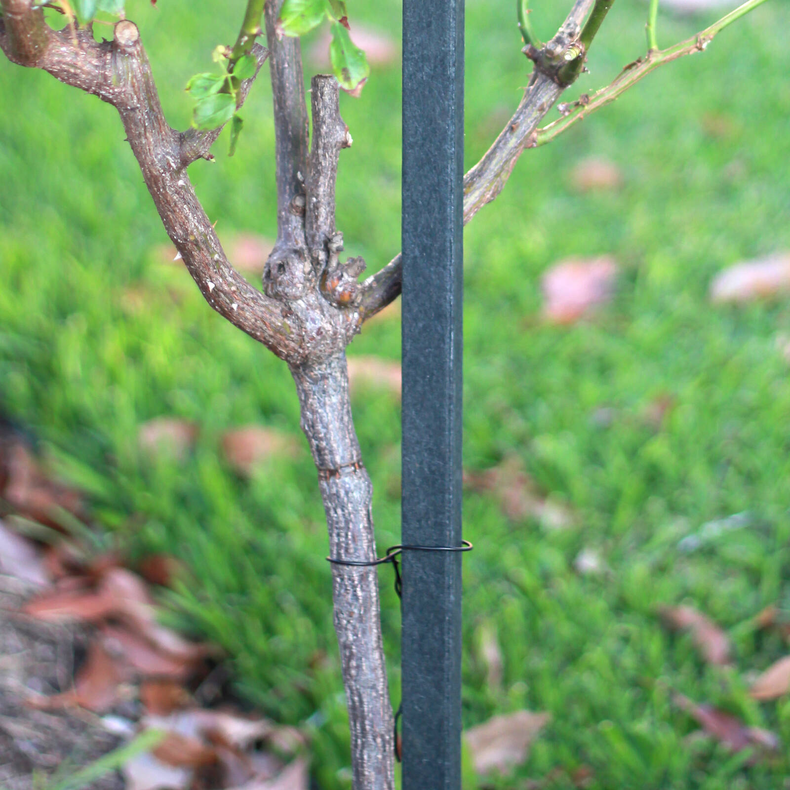 Jack 1.60mm x 20m Green PVC Coated Tie Wire