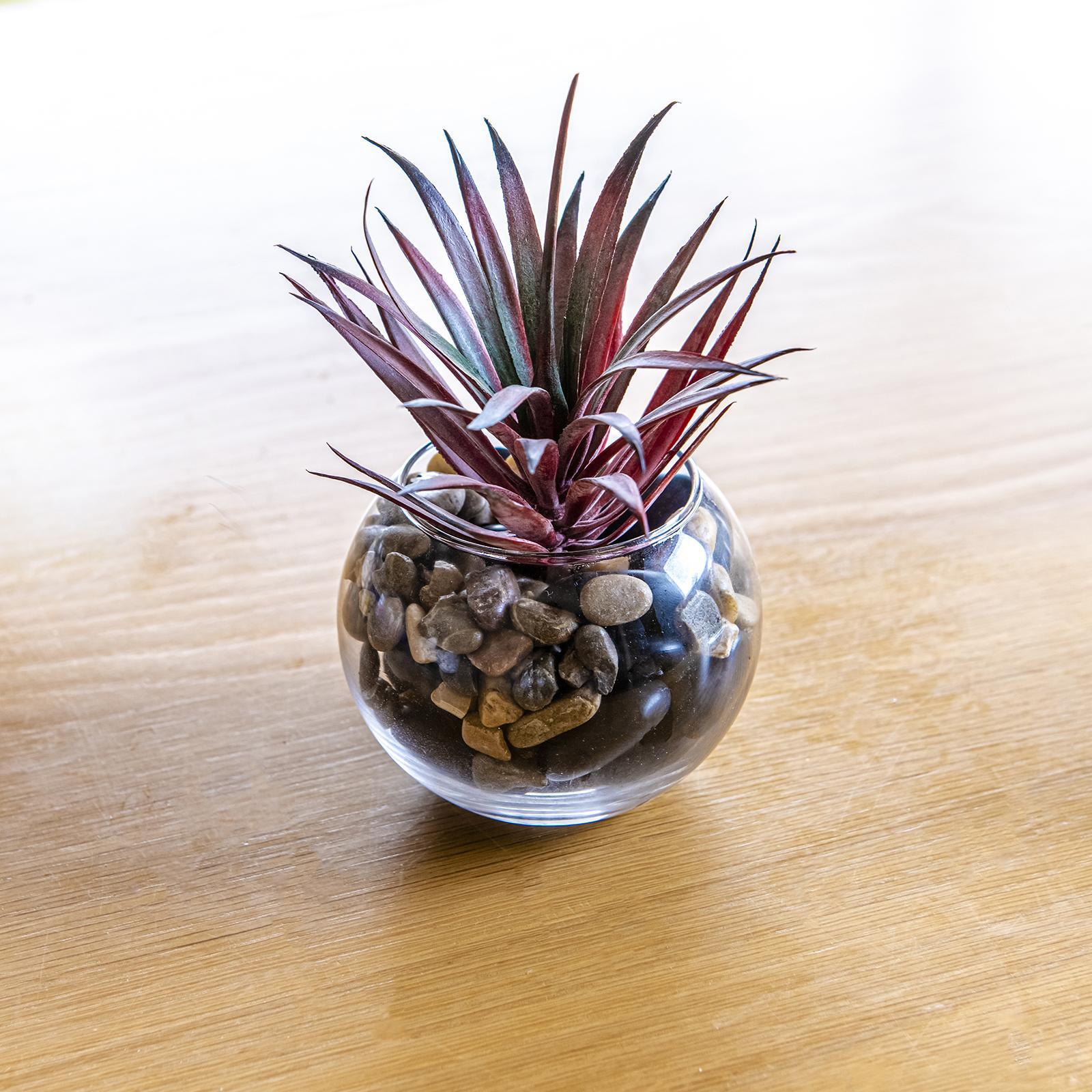 EDEN 10cm Glass Bowl Planter