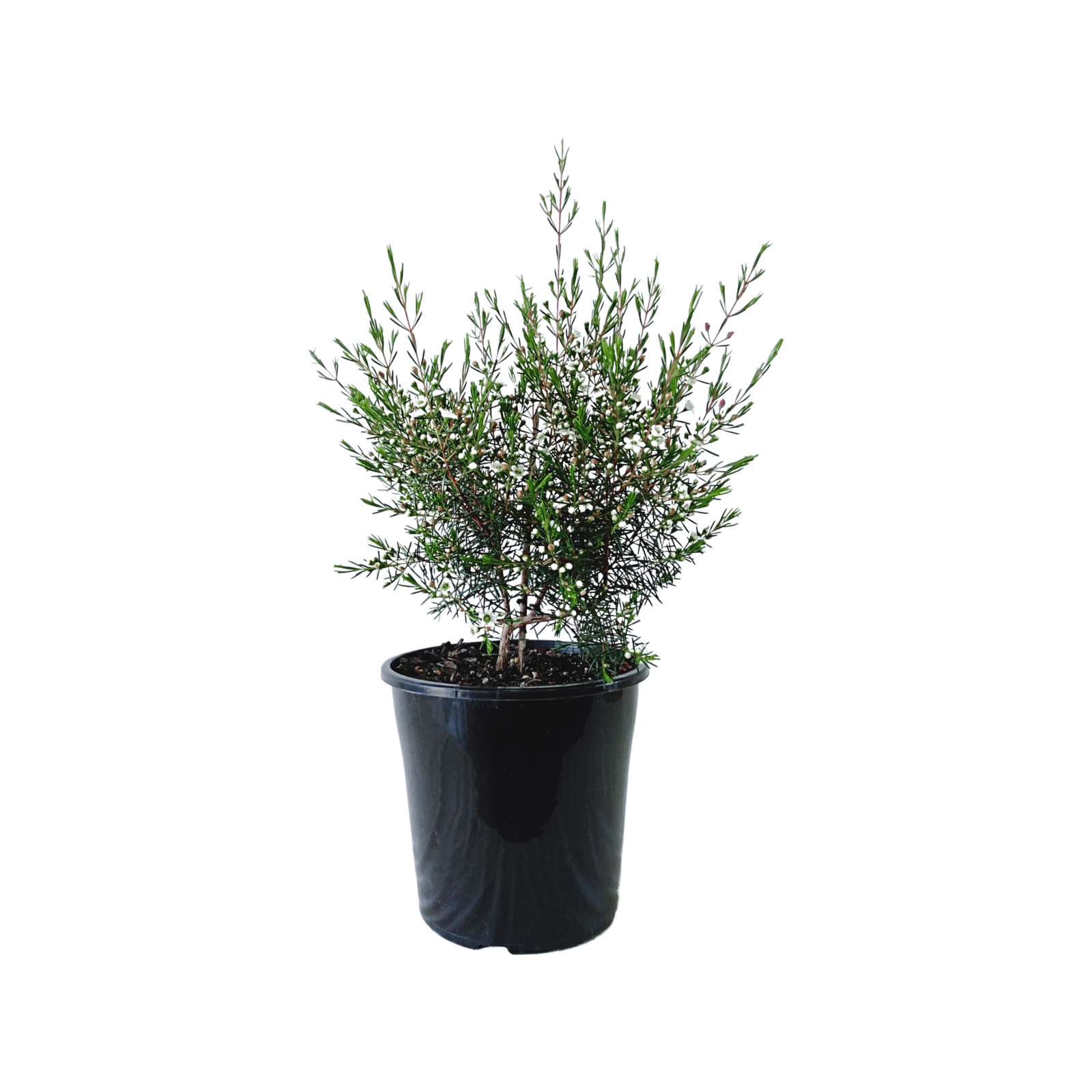 200mm Chamelaucium My Sweet 16 - Chamelaucium uncinatum