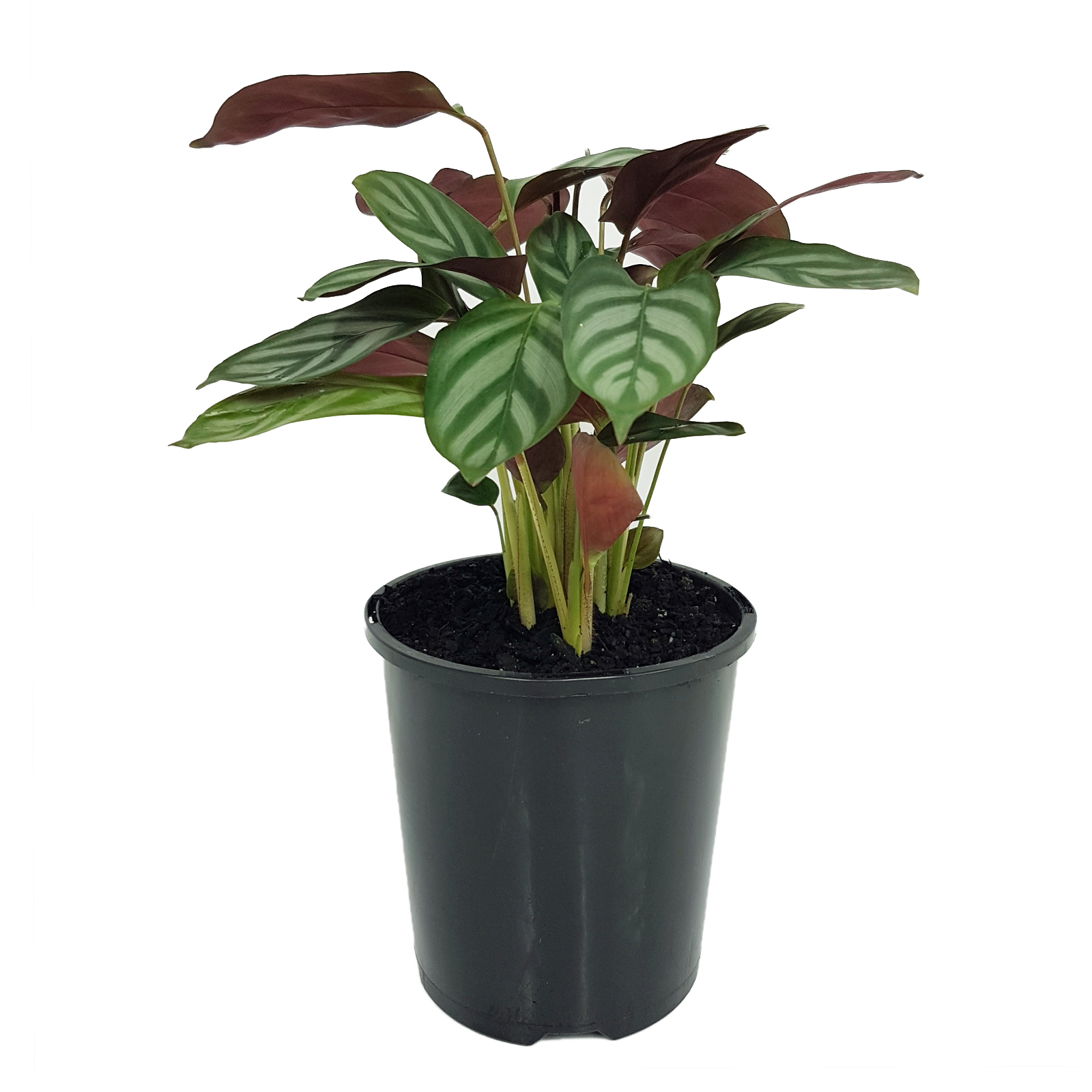 125mm Never Never Plant - Ctenanthe Oppenheimiana