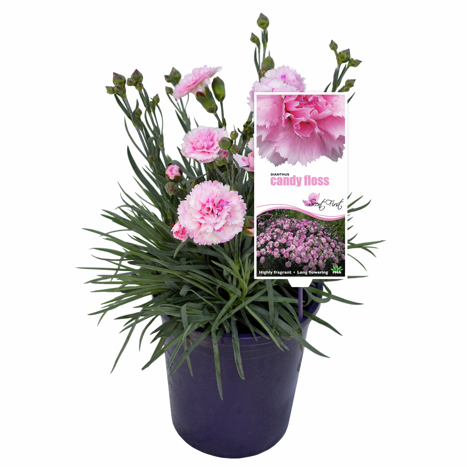 140mm Candy Floss - Dianthus
