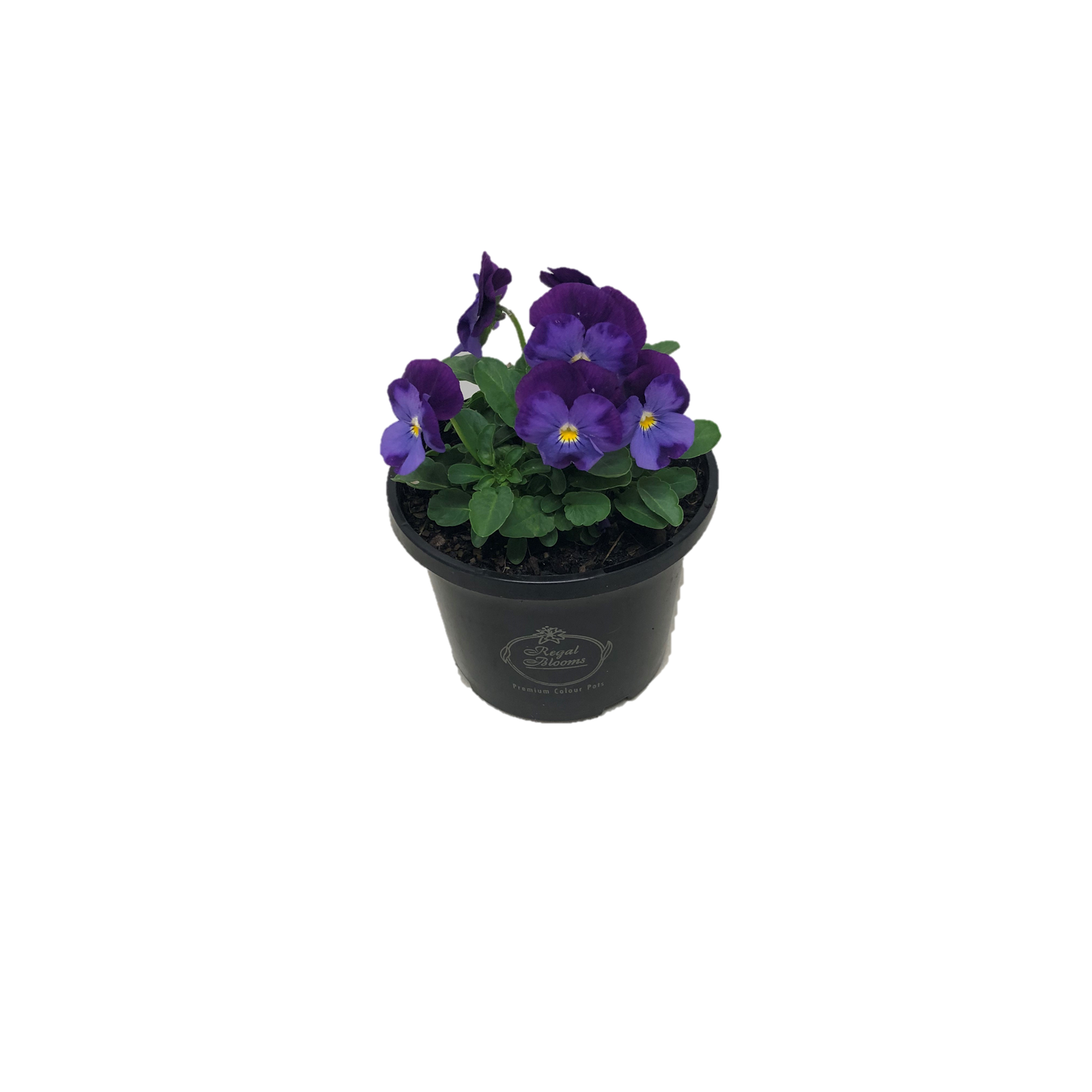 125mm Assorted Potted Plants