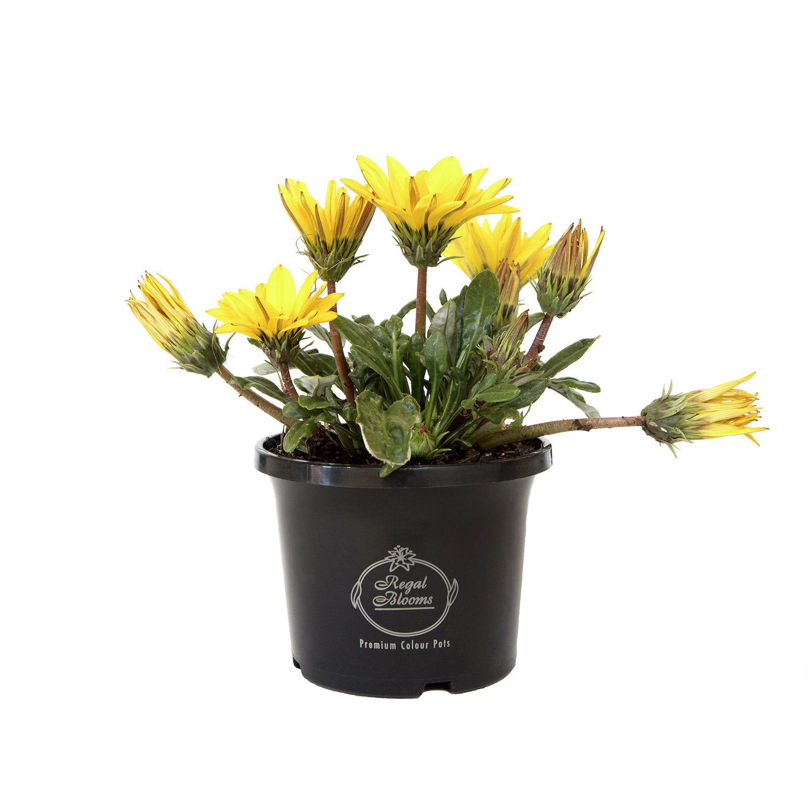 125mm Assorted Potted Plants