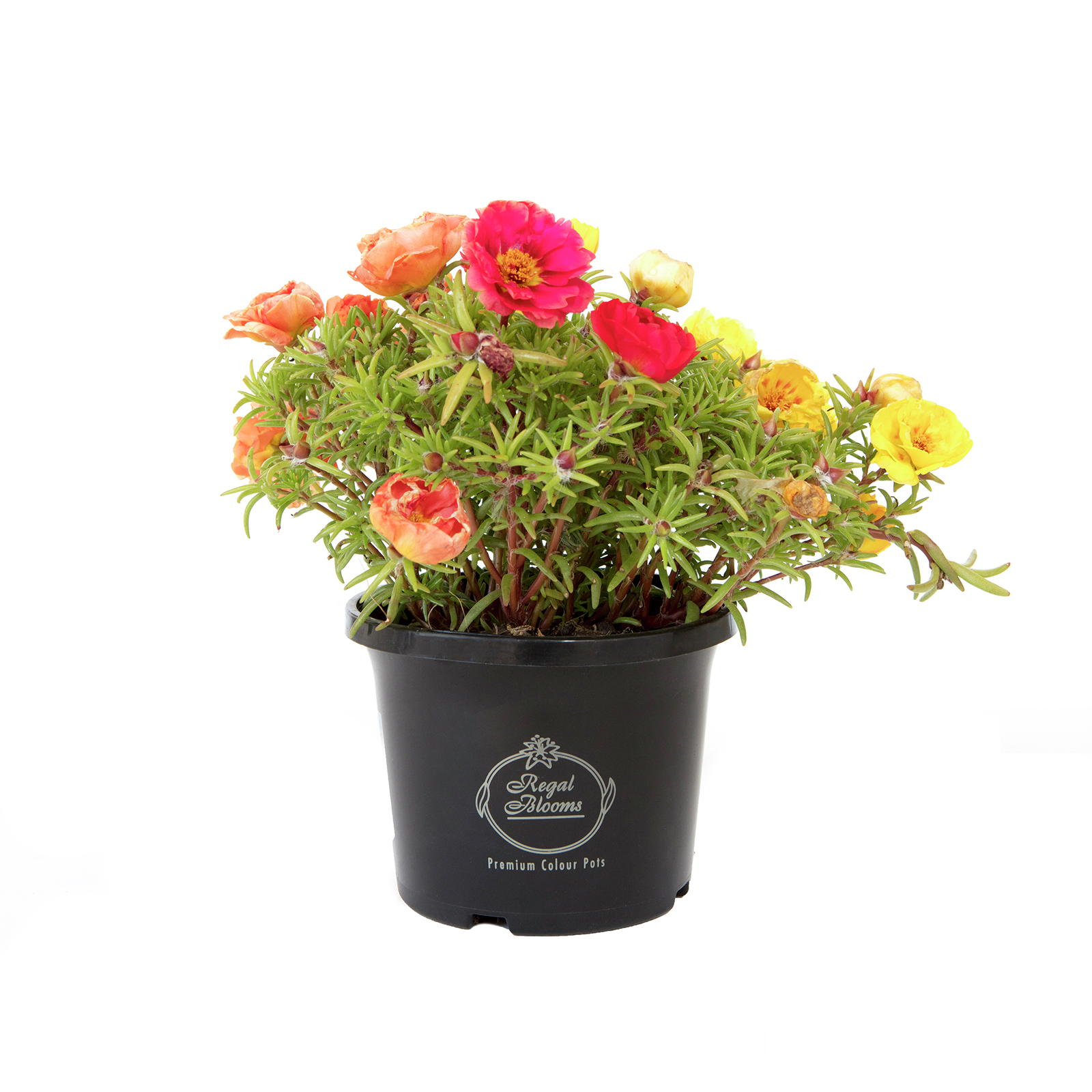 125mm Assorted Potted Plants