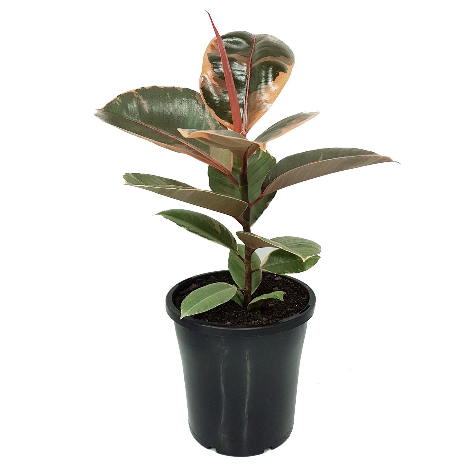180mm Rubber Tree - Ficus elastica Ruby