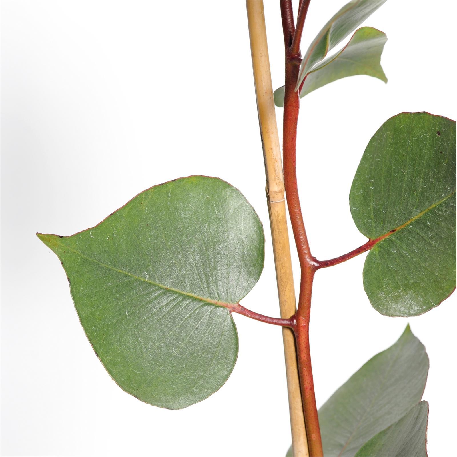 200mm Silver Princess - Eucalyptus caesia