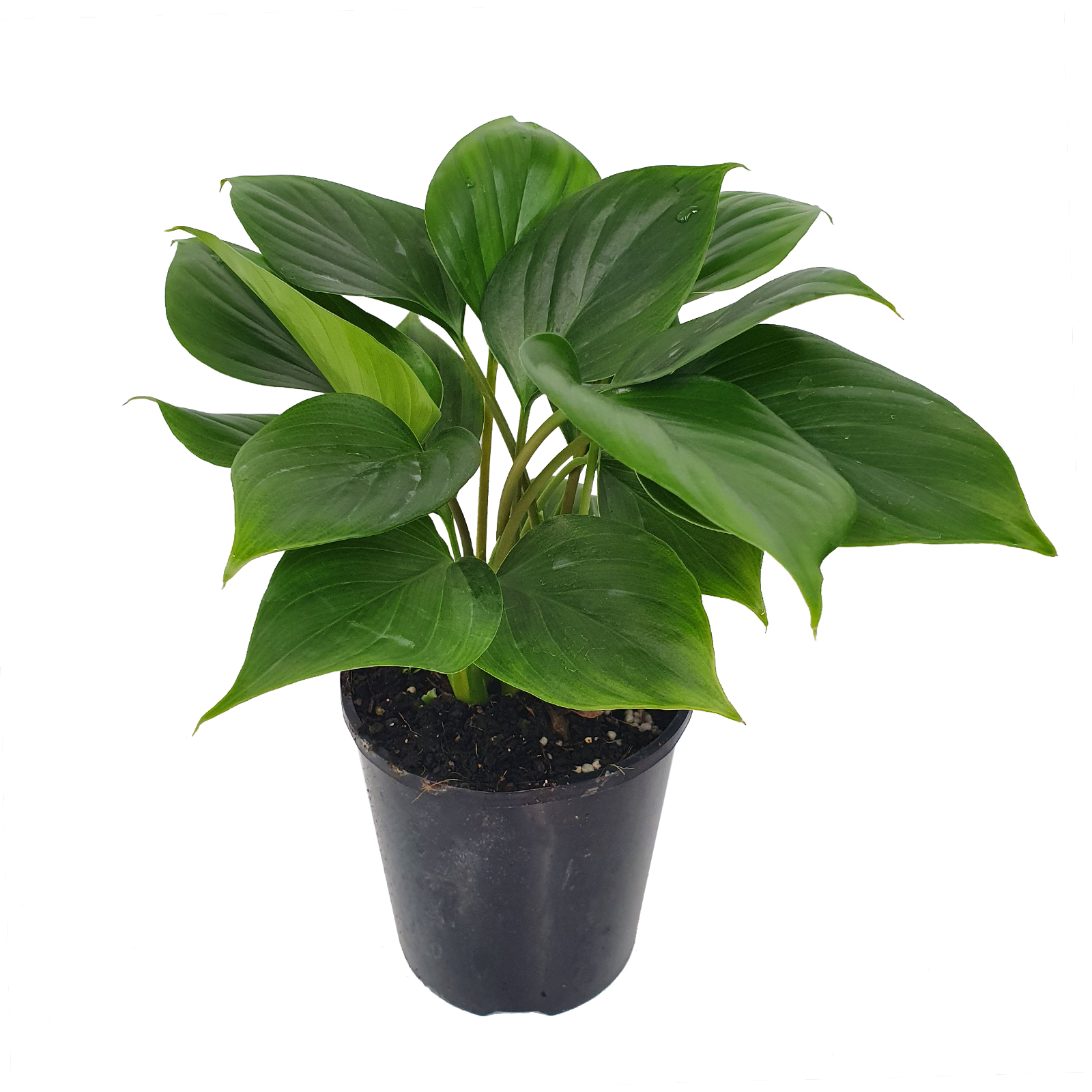 125mm Emerald Gem - Homalomena rubescens