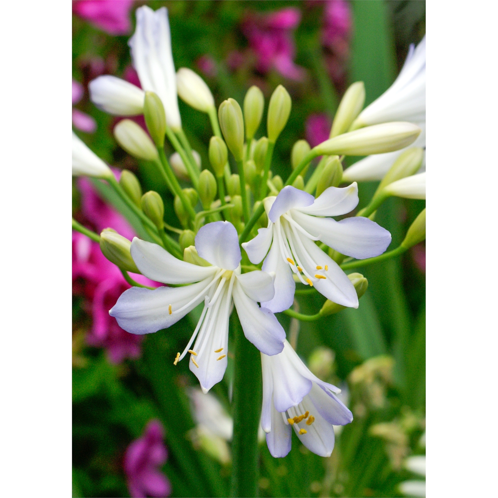 140mm Agapanthus Silver Baby - Agapanthus orientalis
