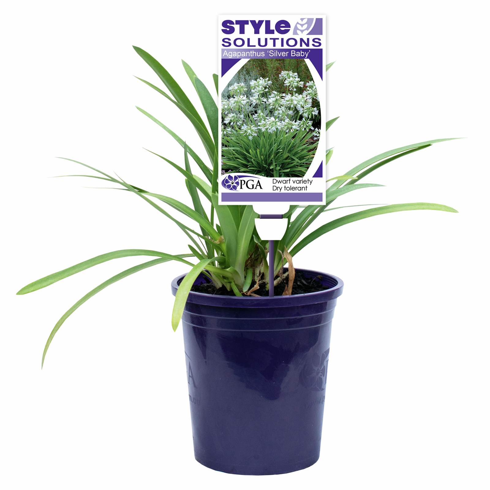 140mm Agapanthus Silver Baby - Agapanthus orientalis