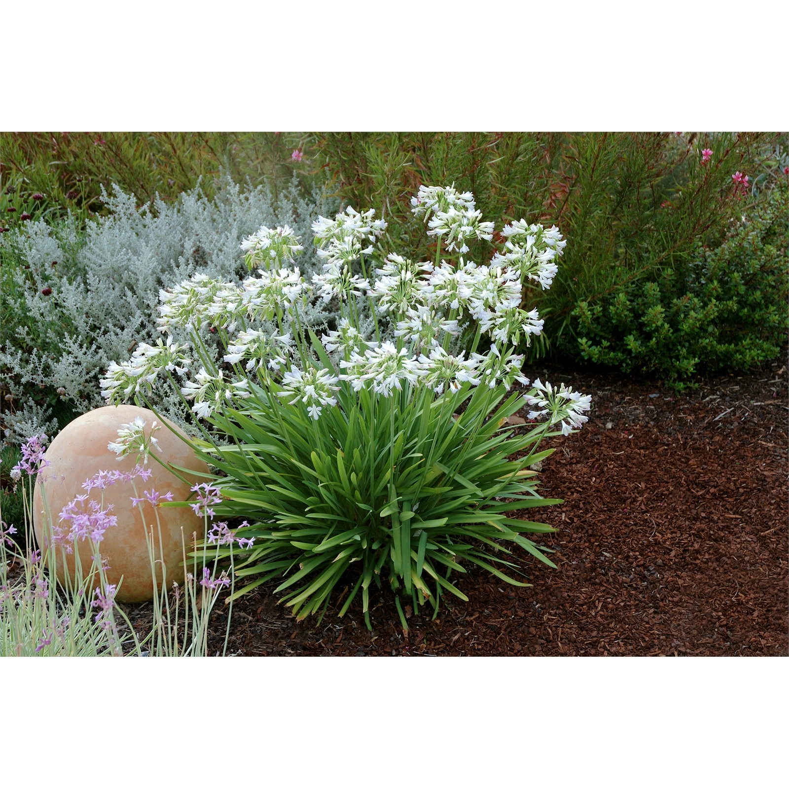 140mm Agapanthus Silver Baby - Agapanthus orientalis 3 140mm Agapanthus Silver Baby - Agapanthus orientalis