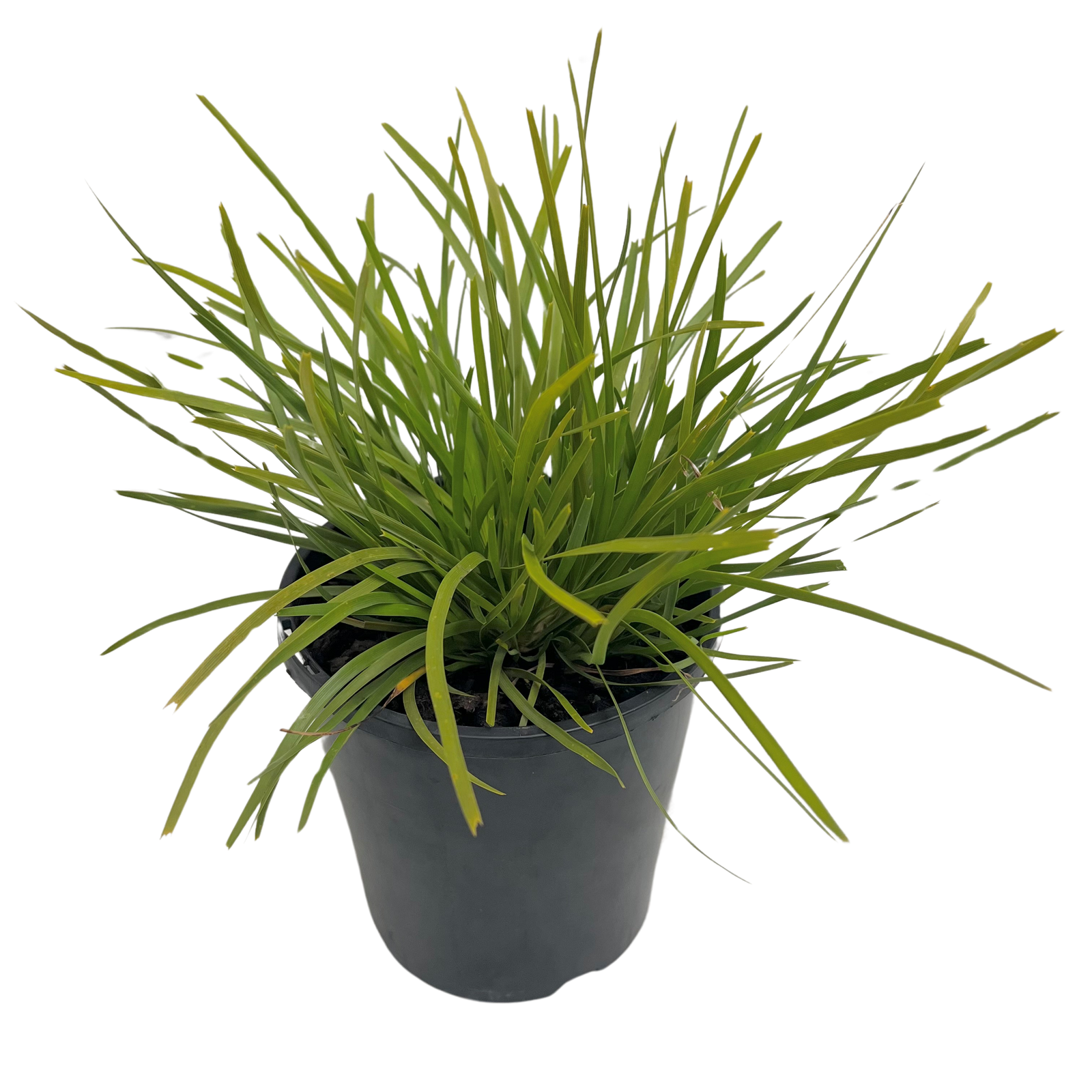 140mm Lime Tuff - Lomandra longifolia Confertifolia