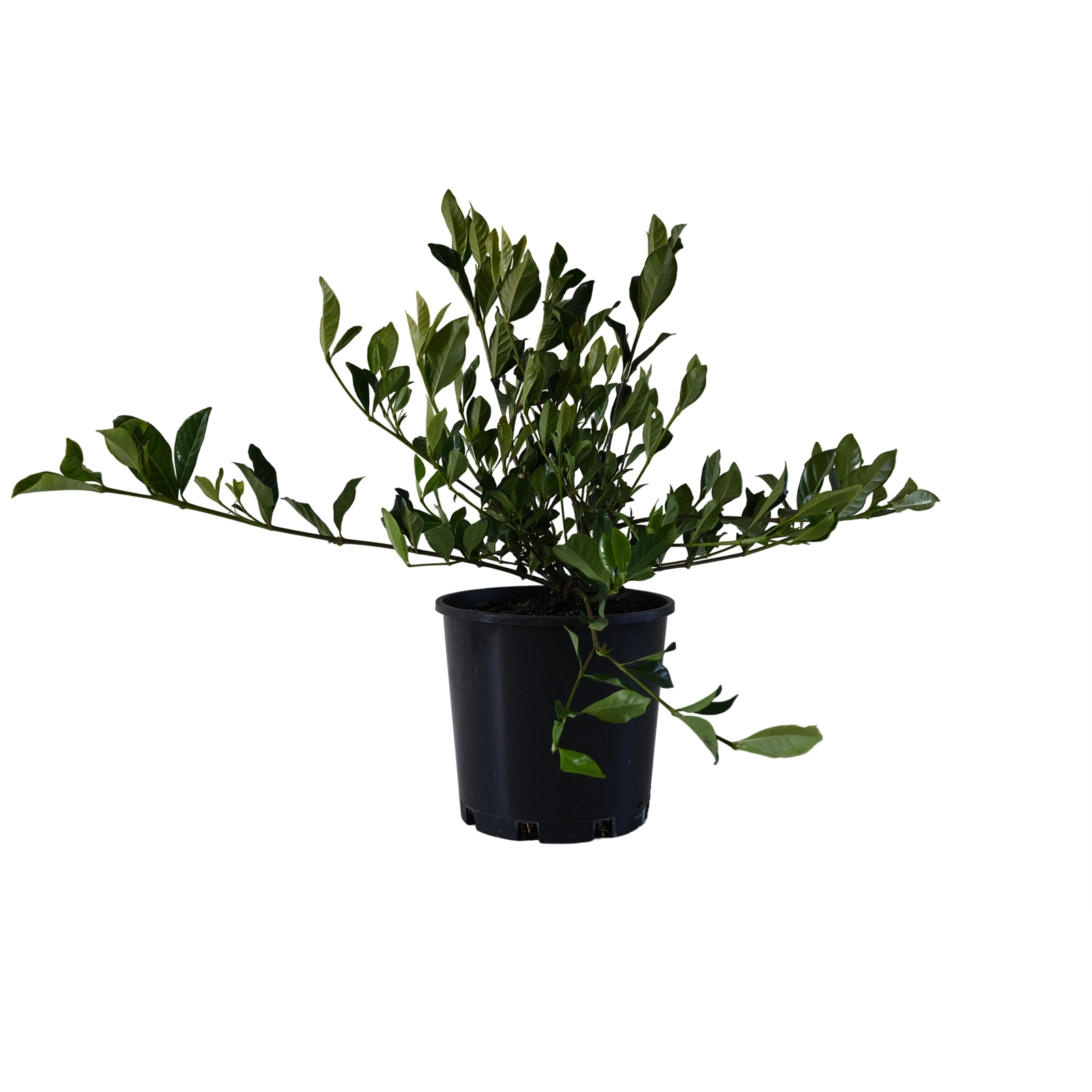 200mm Florida Gardenia - Gardenia augusta