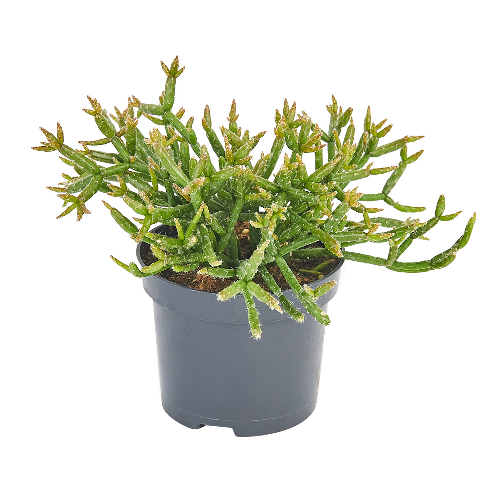 60mm Mini Mates Range - Assorted Rhipsalis
