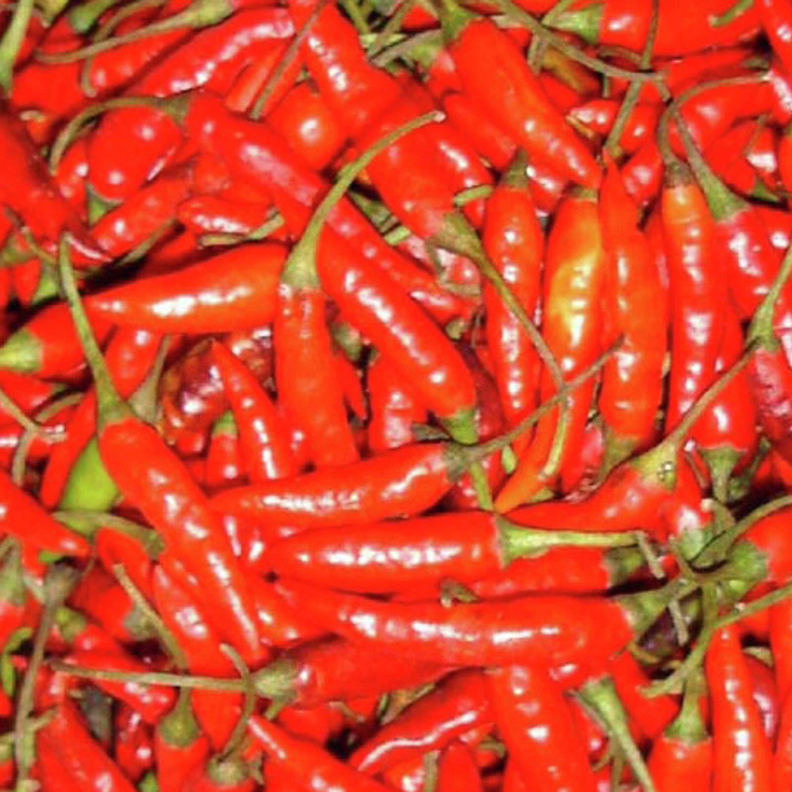 125mm Floriana Fresh Start Range - Chilli Africa