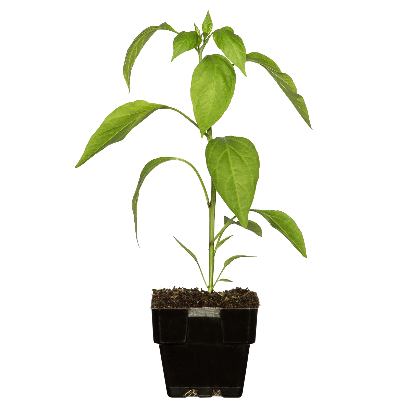 125mm Floriana Fresh Start Range - Chilli Africa