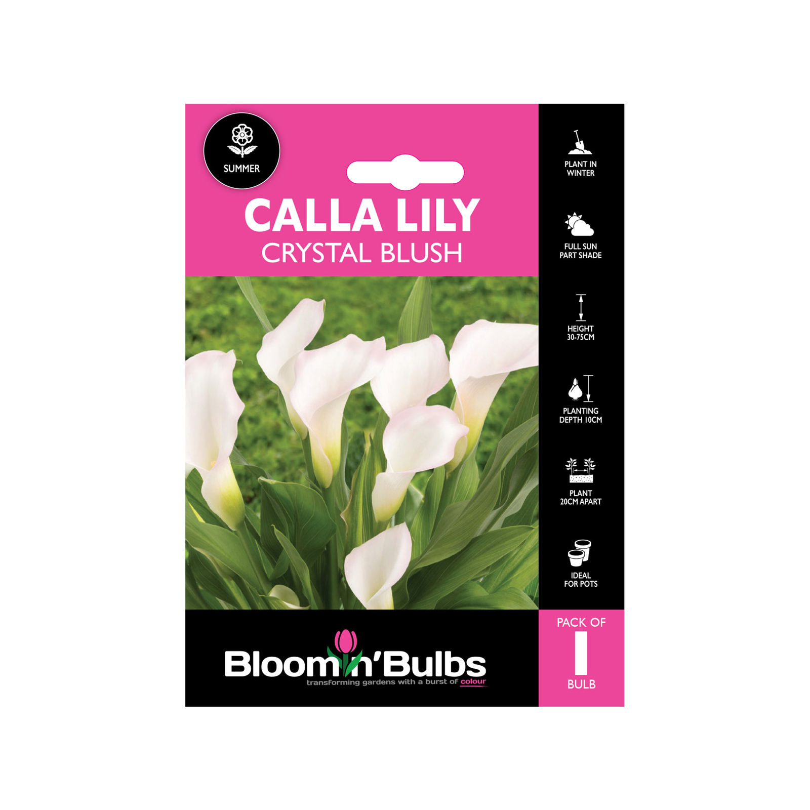 Bloomin Bulbs Calla Lily Crystal Blush - 1 Pack
