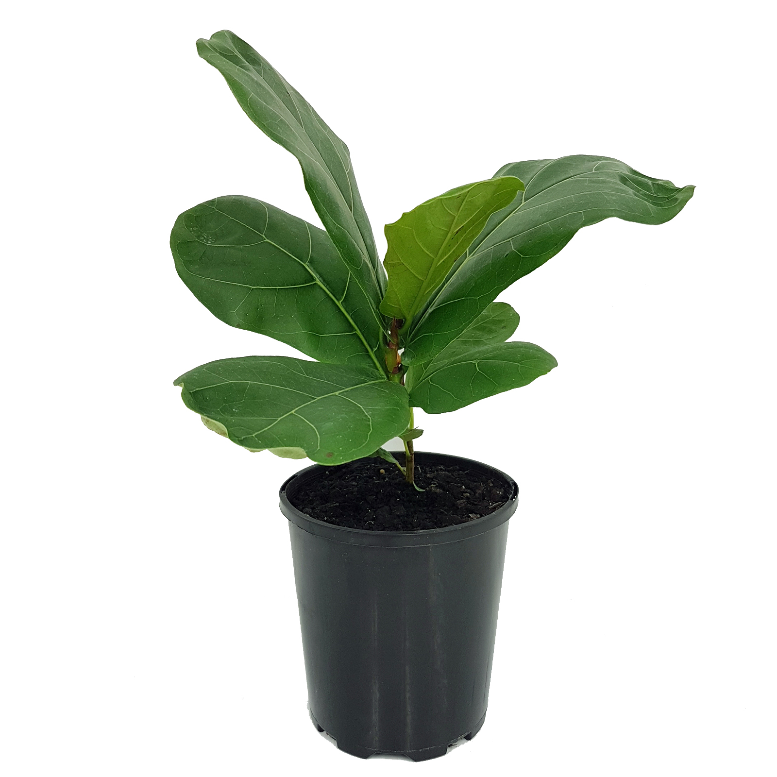 125mm Fiddle Leaf Fig - Ficus lyrata