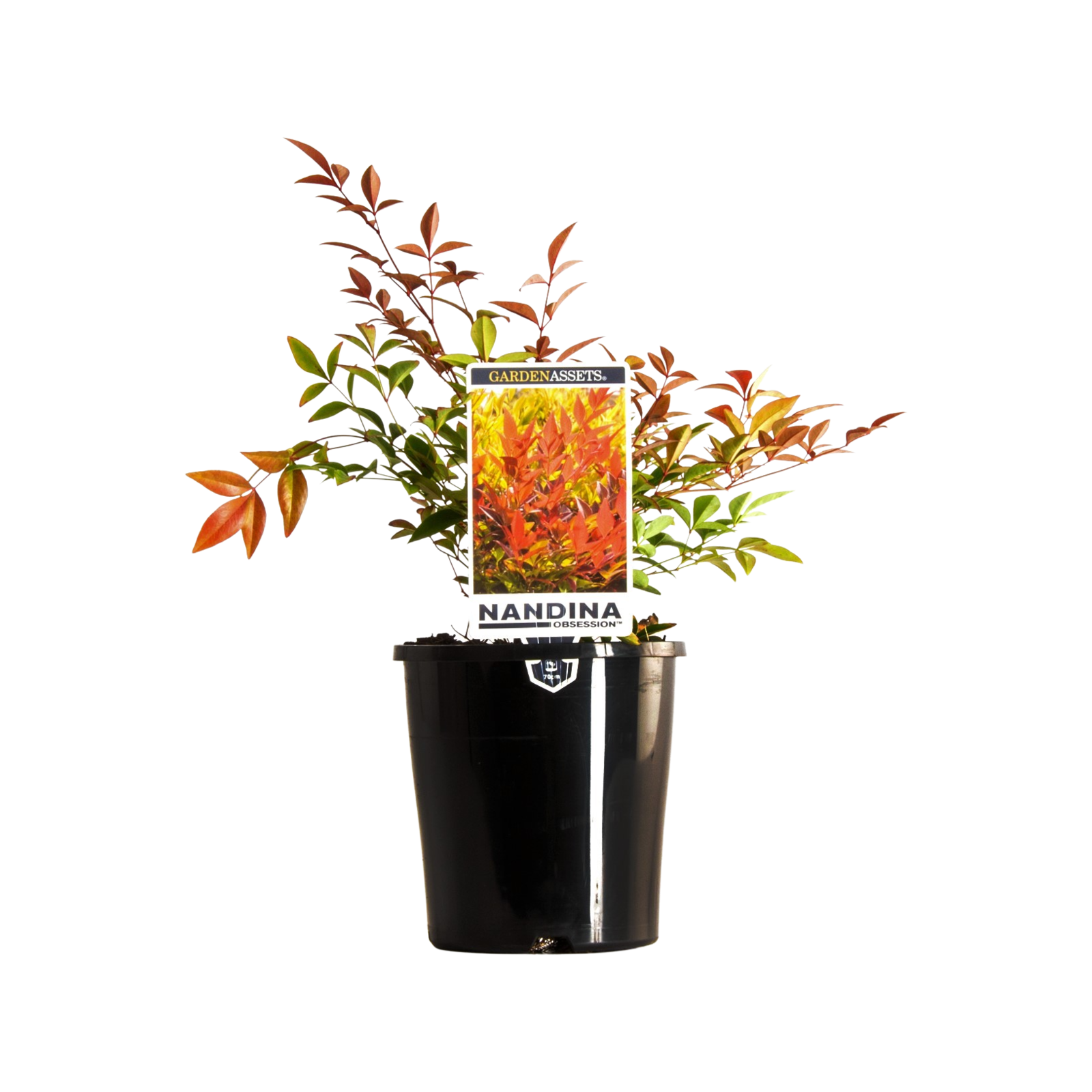 140mm Nandina Obsession - Nandina domestica 'SEIKA'