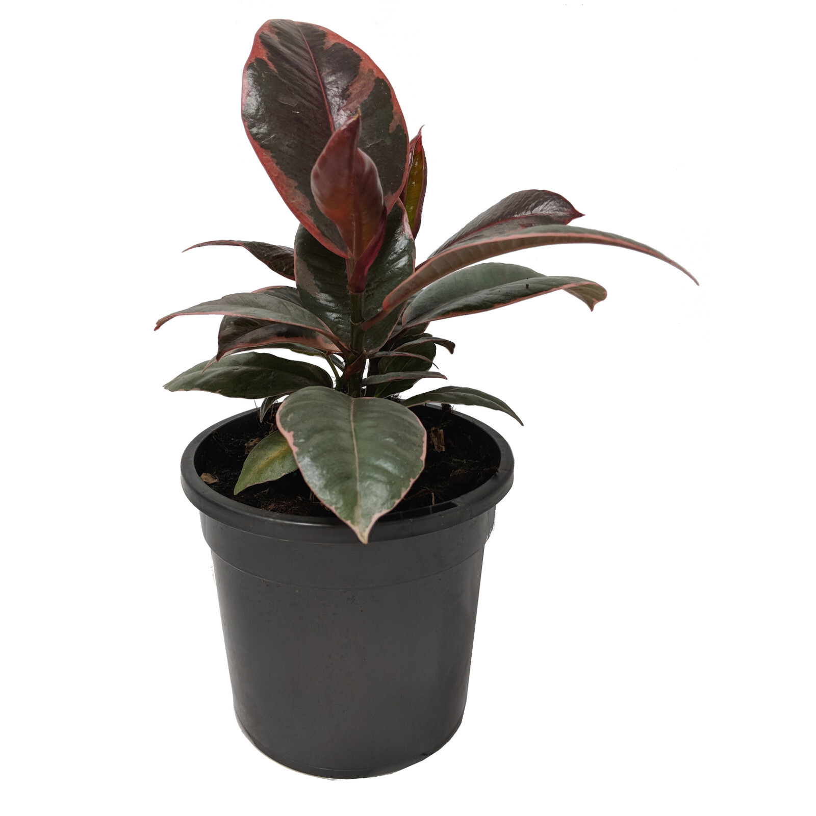 120mm Ruby Rubber Plant - Ficus elastica Ruby