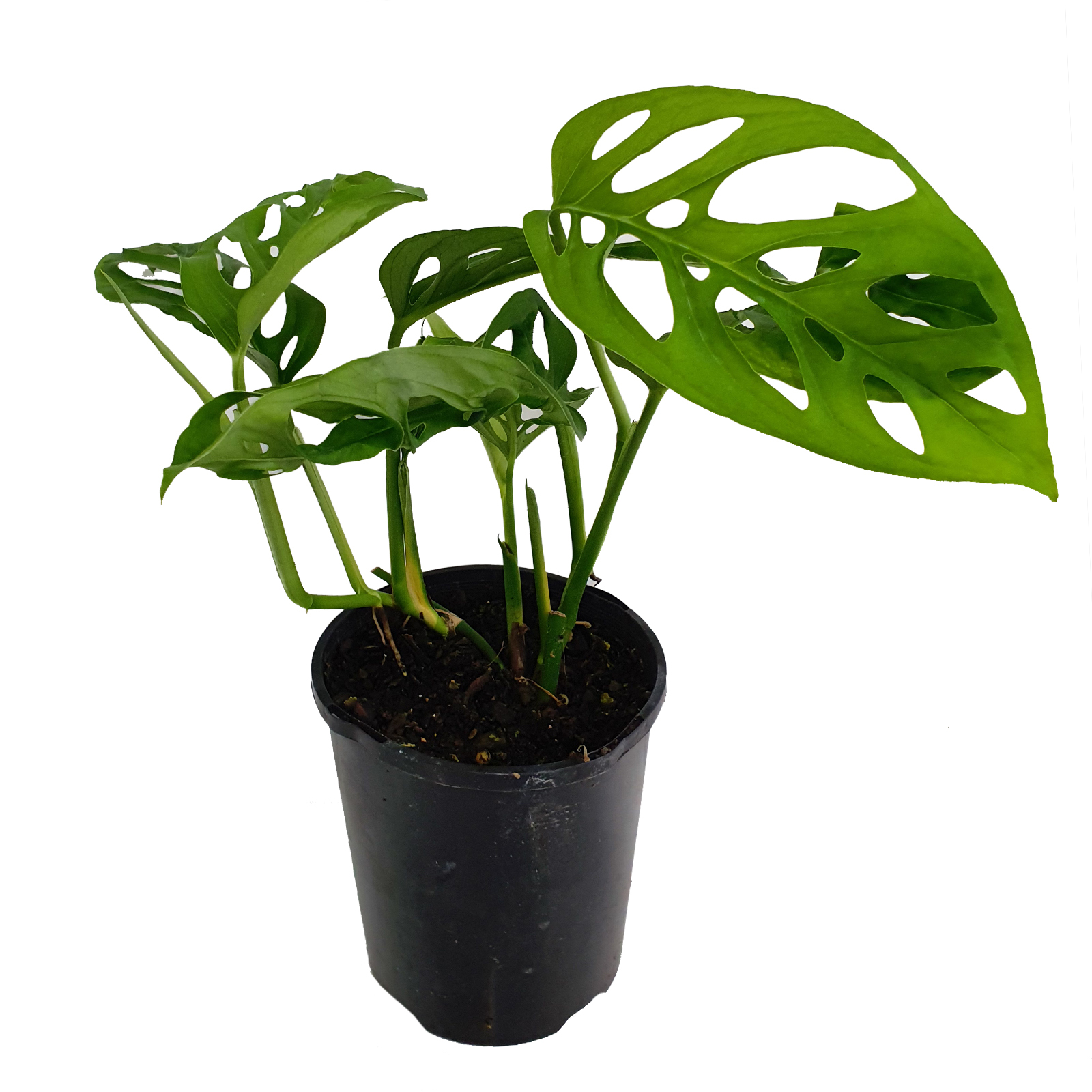 125mm Swiss Cheese Plant - Monstera Adansonii