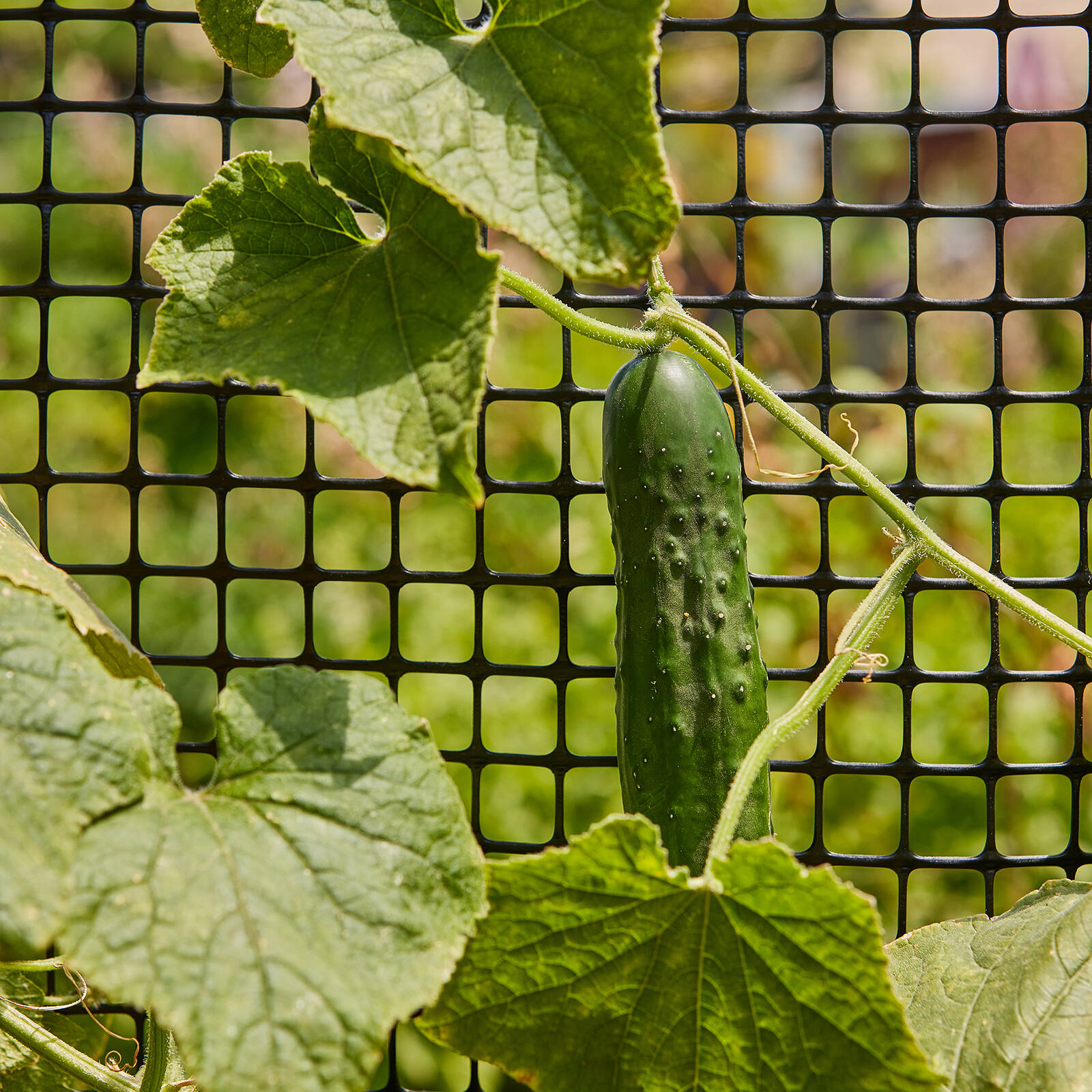 Backyard Farmer 6.0 x 0.5m x 25mm Black Plastic Trellis