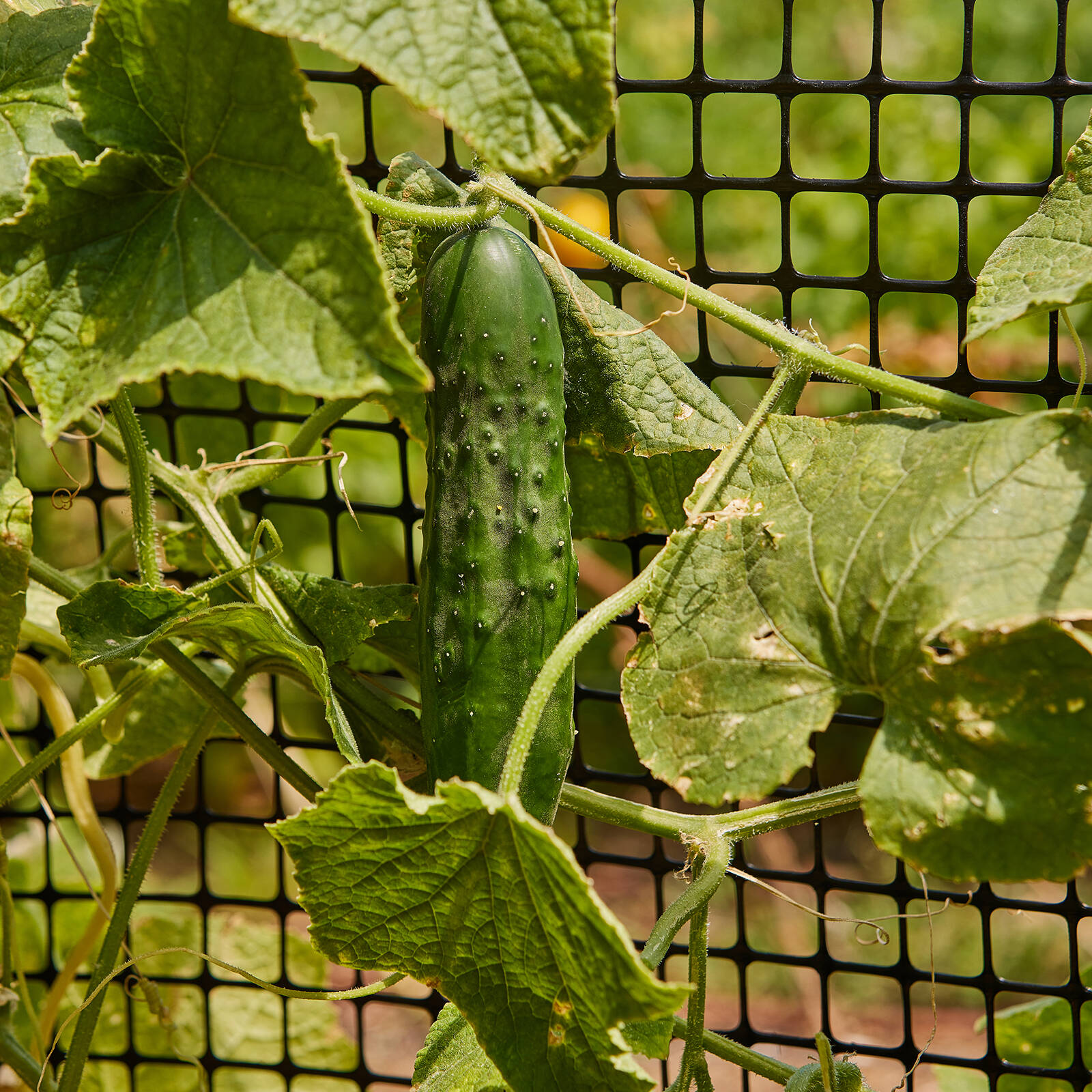 Backyard Farmer 6.0 x 0.5m x 25mm Black Plastic Trellis 3 Backyard Farmer 6.0 x 0.5m x 25mm Black Plastic Trellis