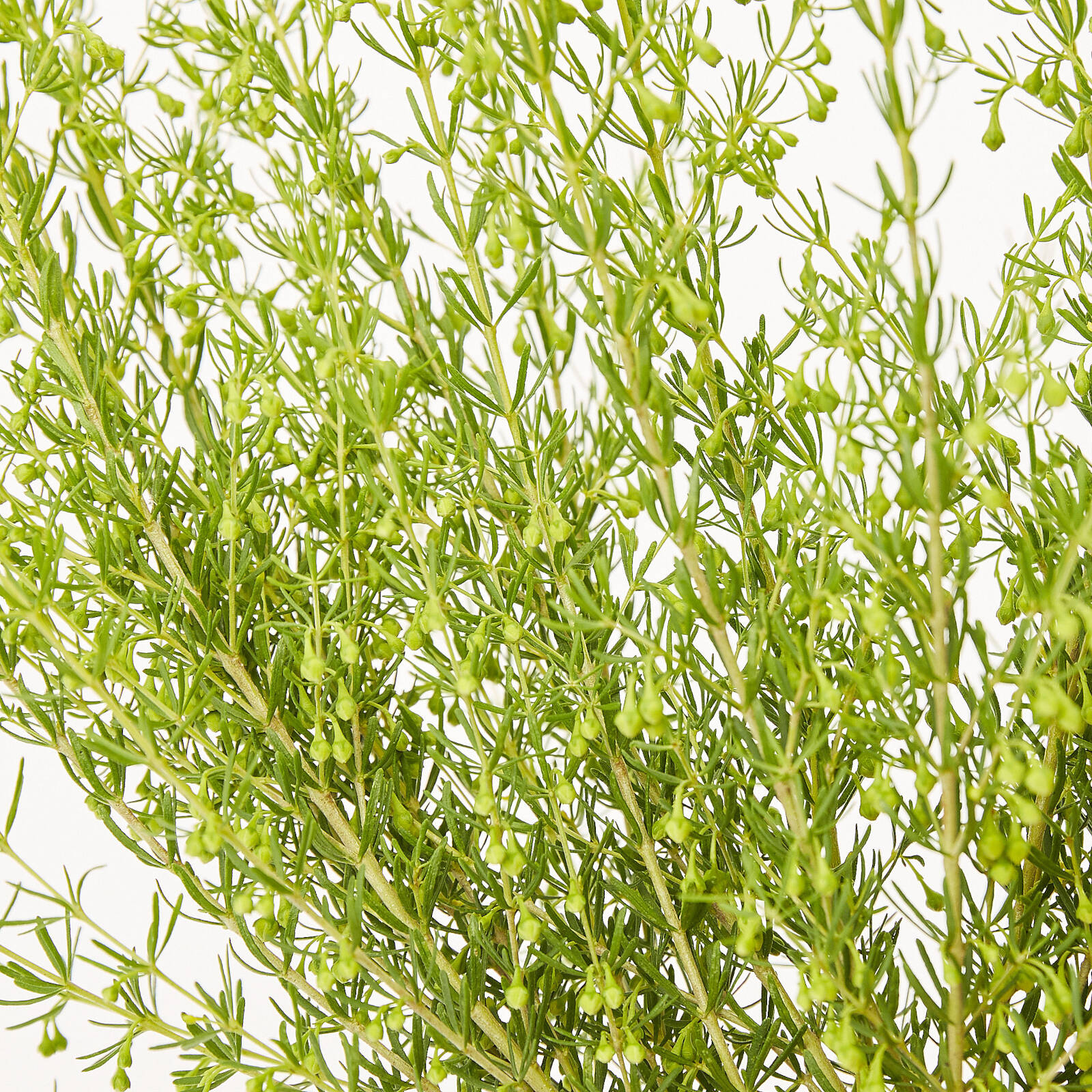 140mm Boronia Yellow - Boronia megastigma Lutea