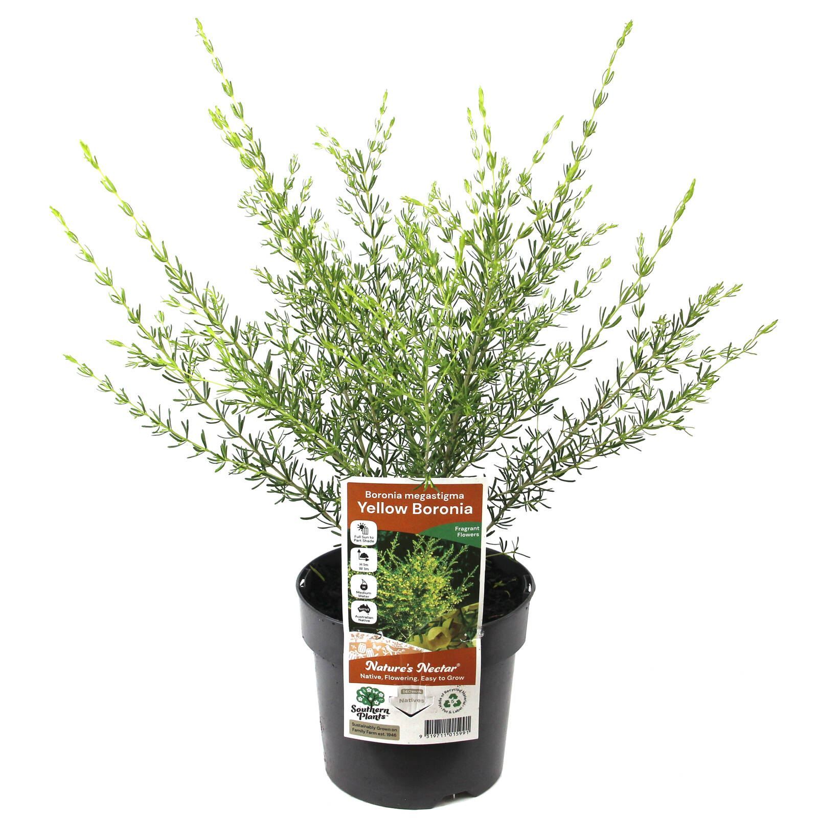 140mm Boronia Yellow - Boronia megastigma Lutea