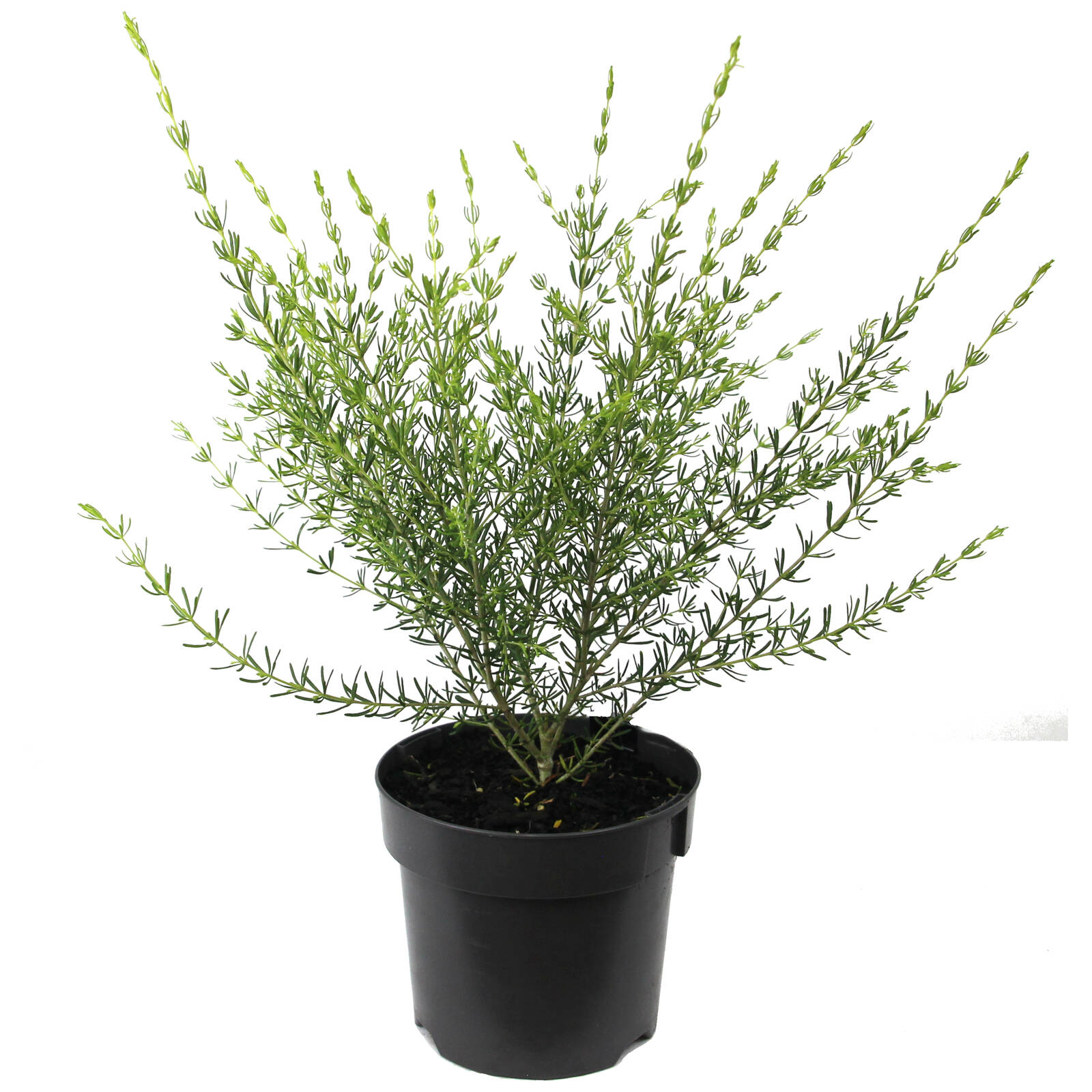 140mm Boronia Yellow - Boronia megastigma Lutea 3 140mm Boronia Yellow - Boronia megastigma Lutea